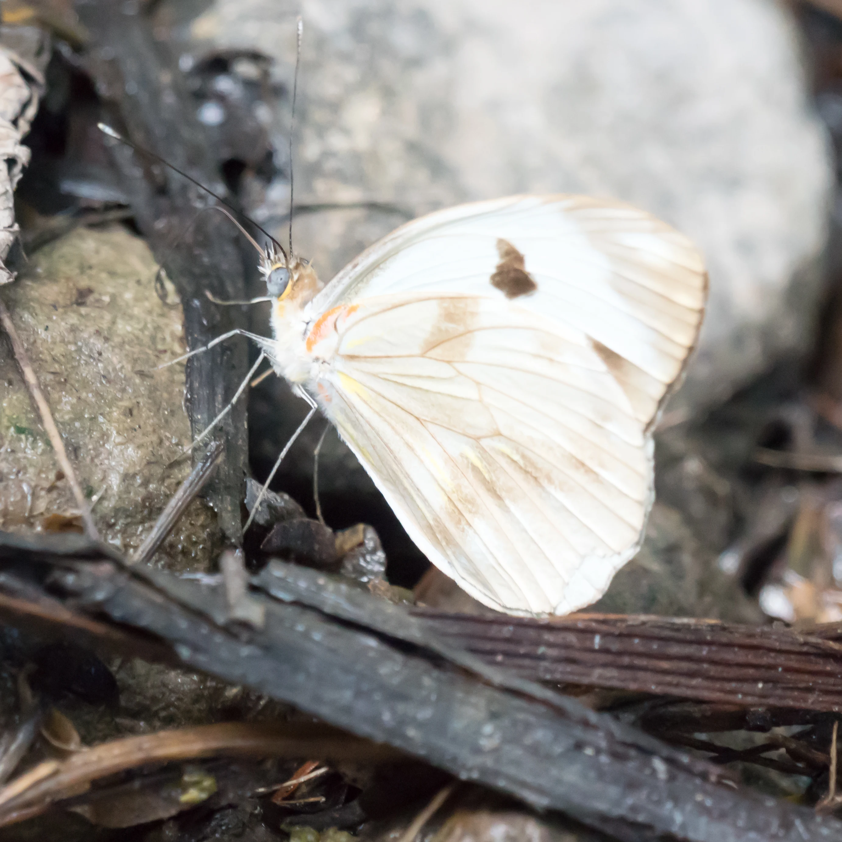 Butterfly, Tecuitata, Nayarit, Mexico — photo by Jim Bennett