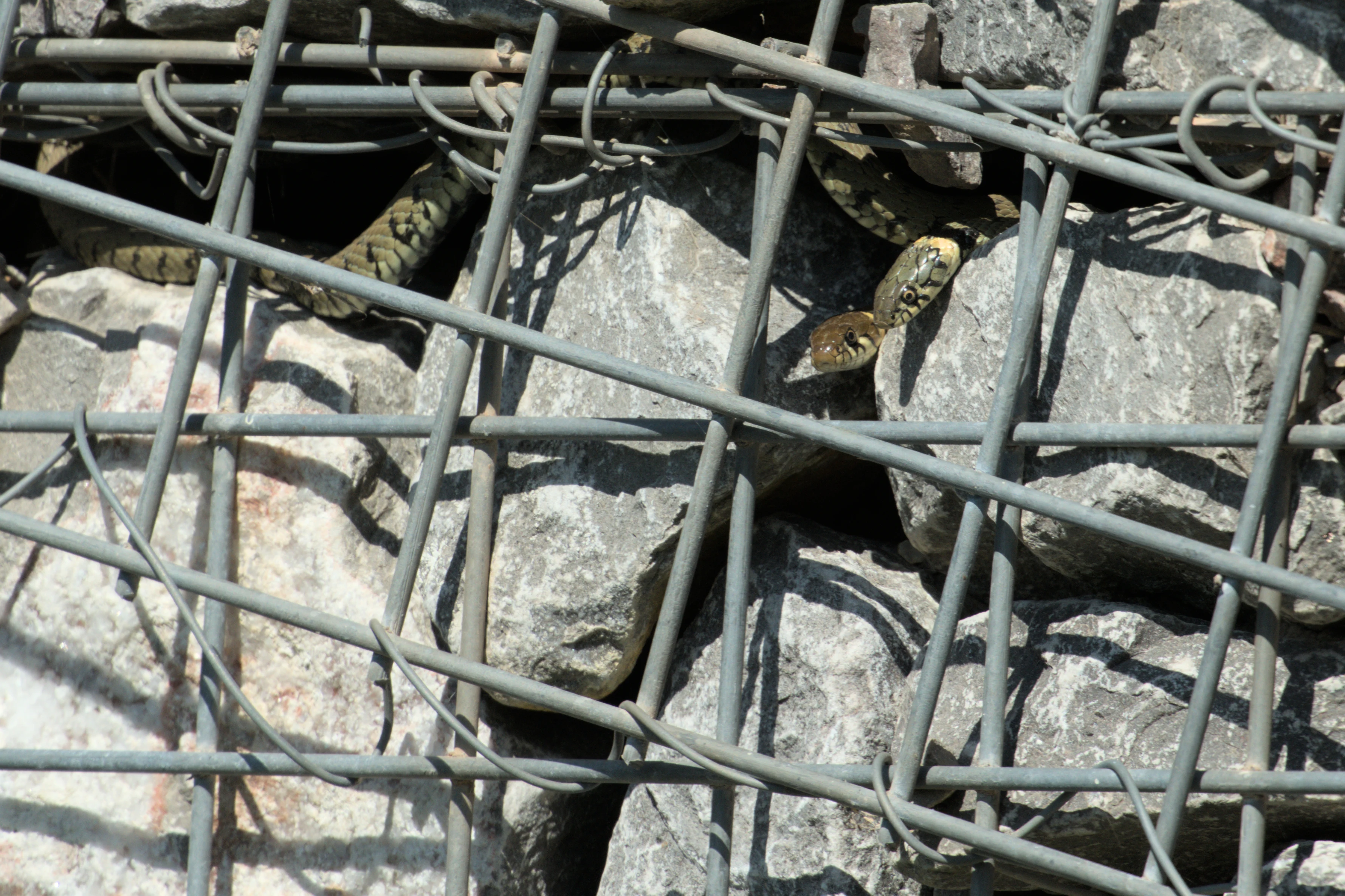 Grass Snakes, RSPB Ham Wall, Somerset, UK — photo by Jim Bennett