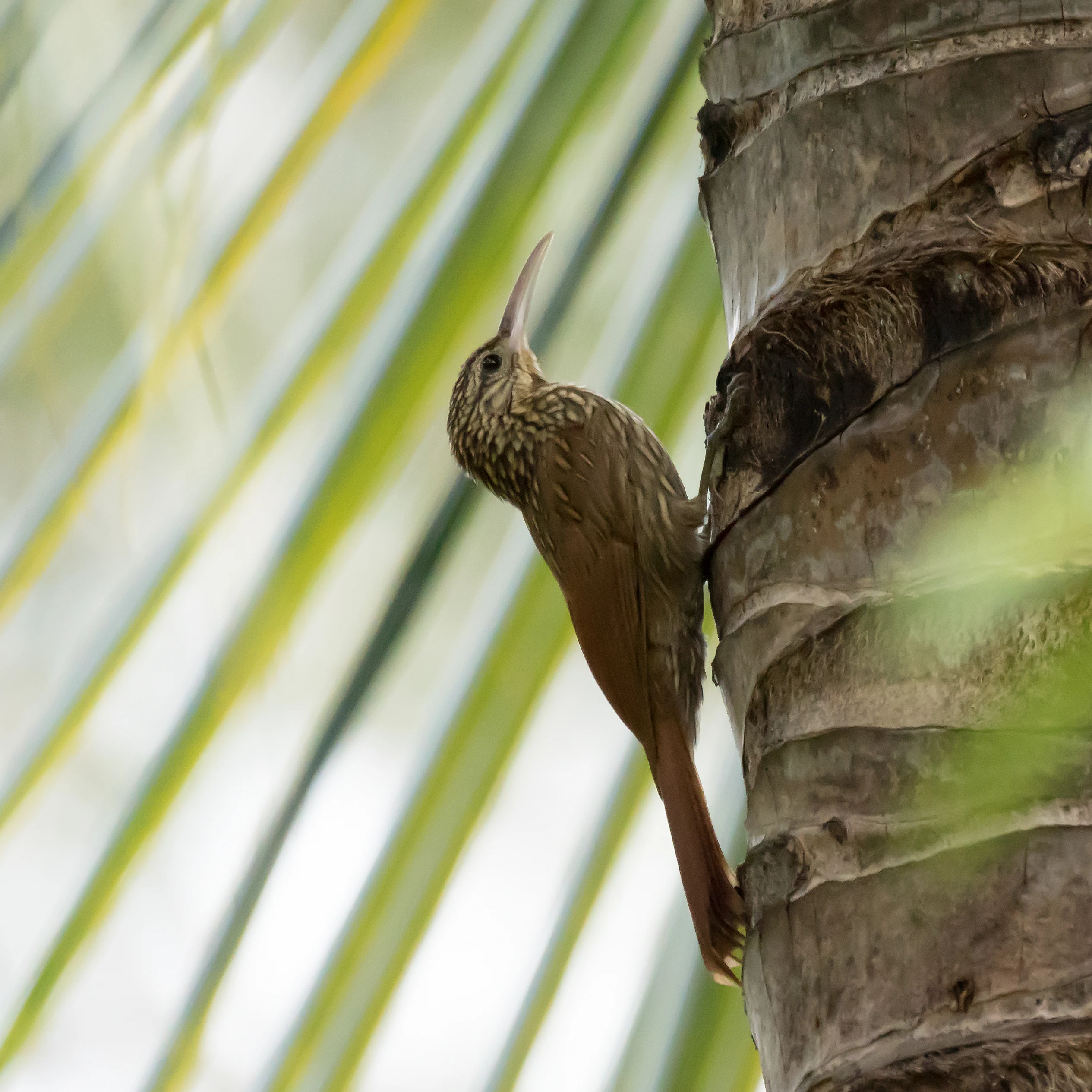 Ivory-billed Woodcreeper, Tecuitata, Nayarit, Mexico — photo by Jim Bennett
