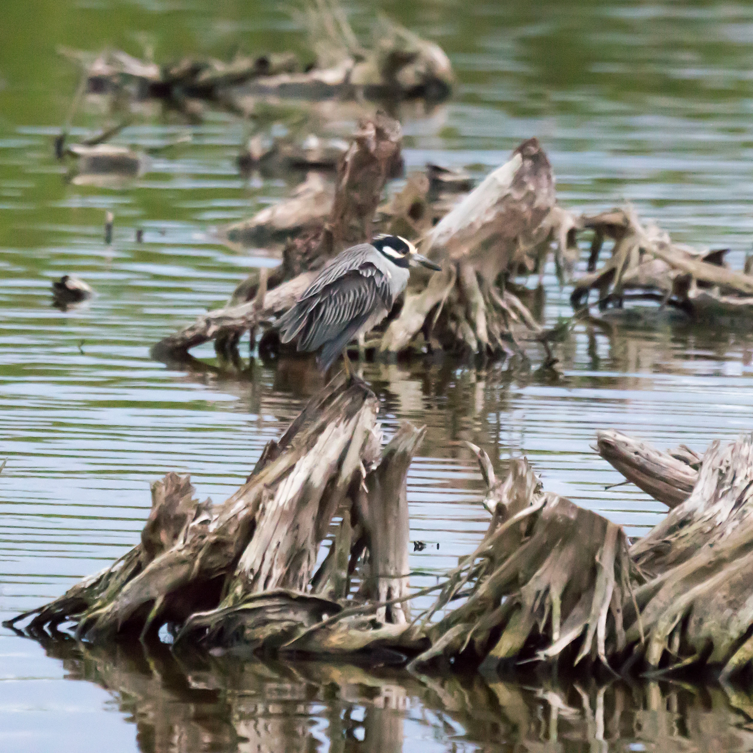 Yellow-crowned Night Heron, San Blas, Nayarit, Mexico — photo by Jim Bennett