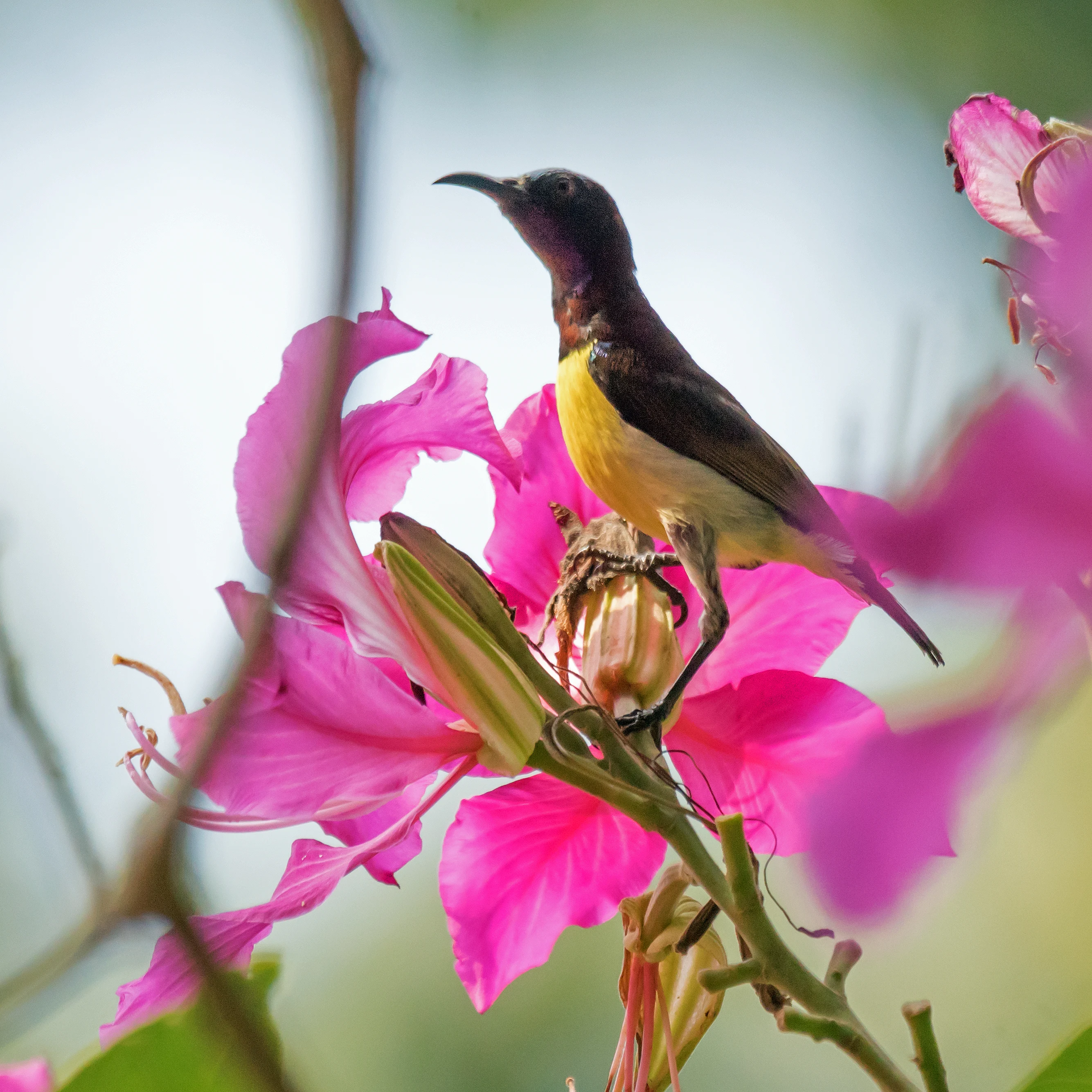 Crimson-backed Sunbird, Dewalokam Retreat, Kerala, India — photo by Jim Bennett