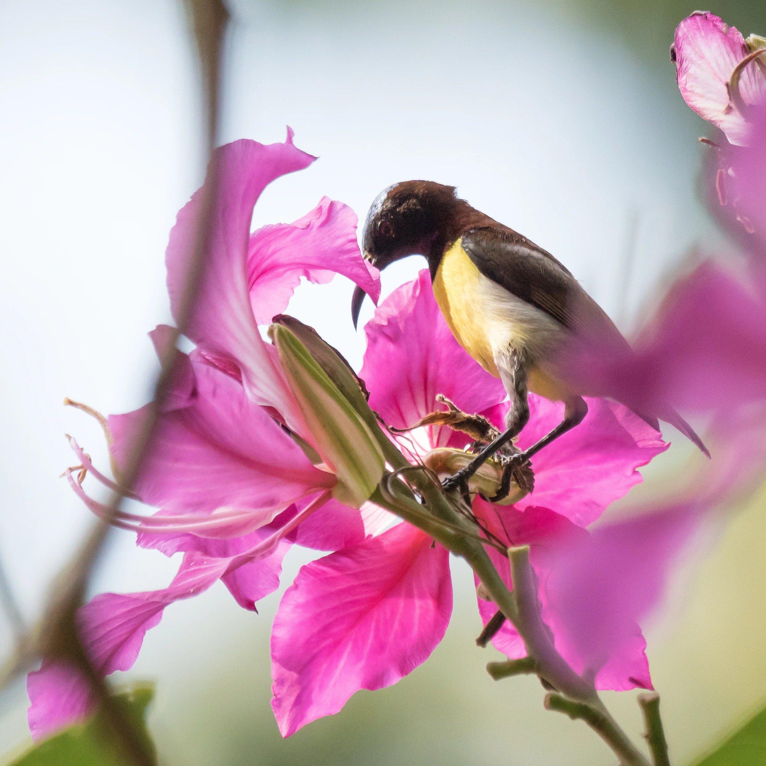 Crimson-backed Sunbird, Dewalokam Retreat, Kerala, India — photo by Jim Bennett