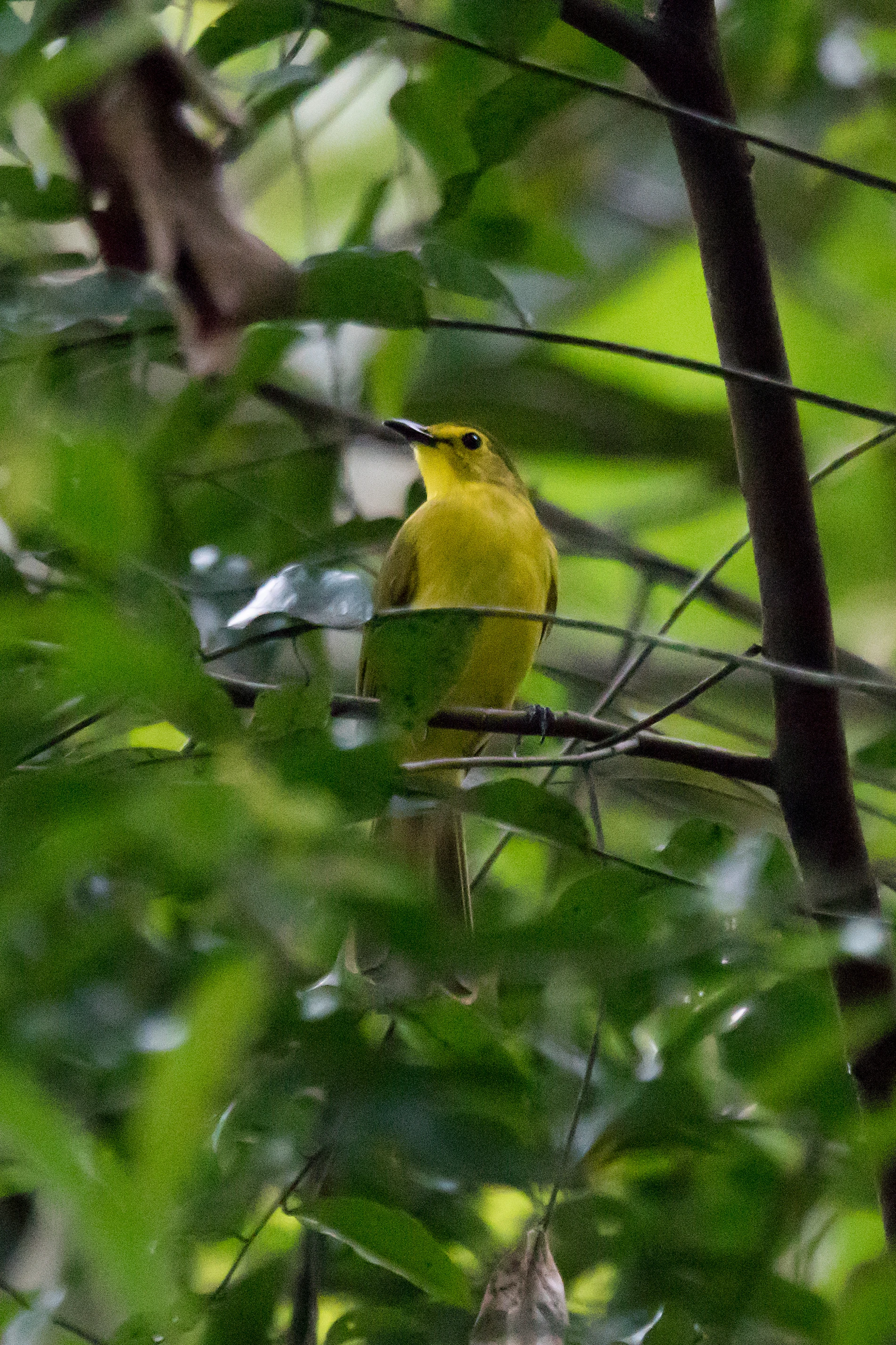 Yellow-browed Bulbul, Dewalokam Retreat, Kerala, India — photo by Jim Bennett