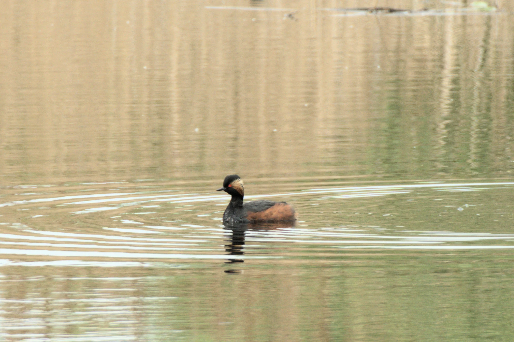 Black-necked Grebe, RSPB St Aidan's, Yorkshire, UK — photo by Jim Bennett
