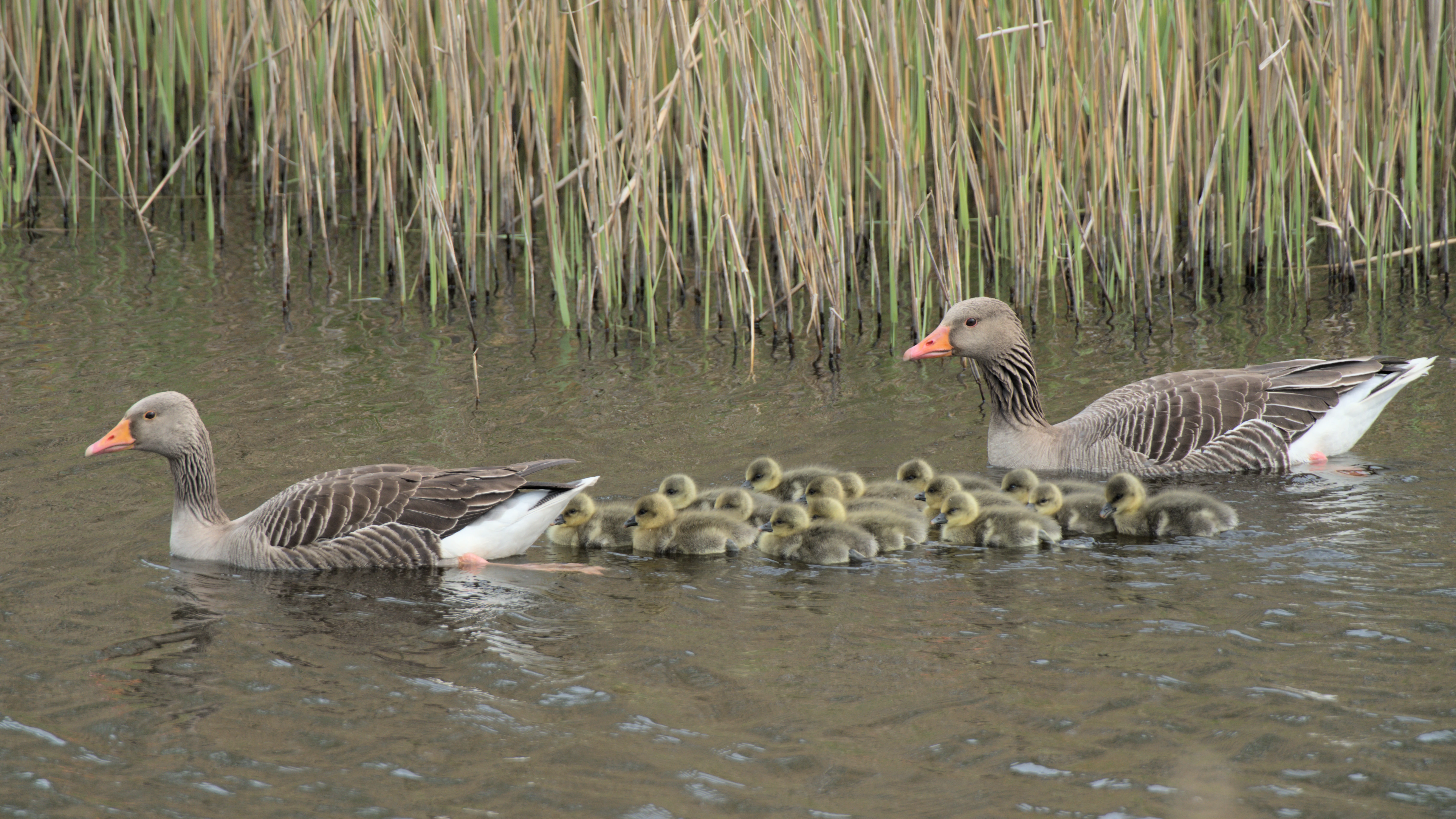 Greylag Geese, RSPB St Aidan's, Yorkshire, UK — photo by Jim Bennett
