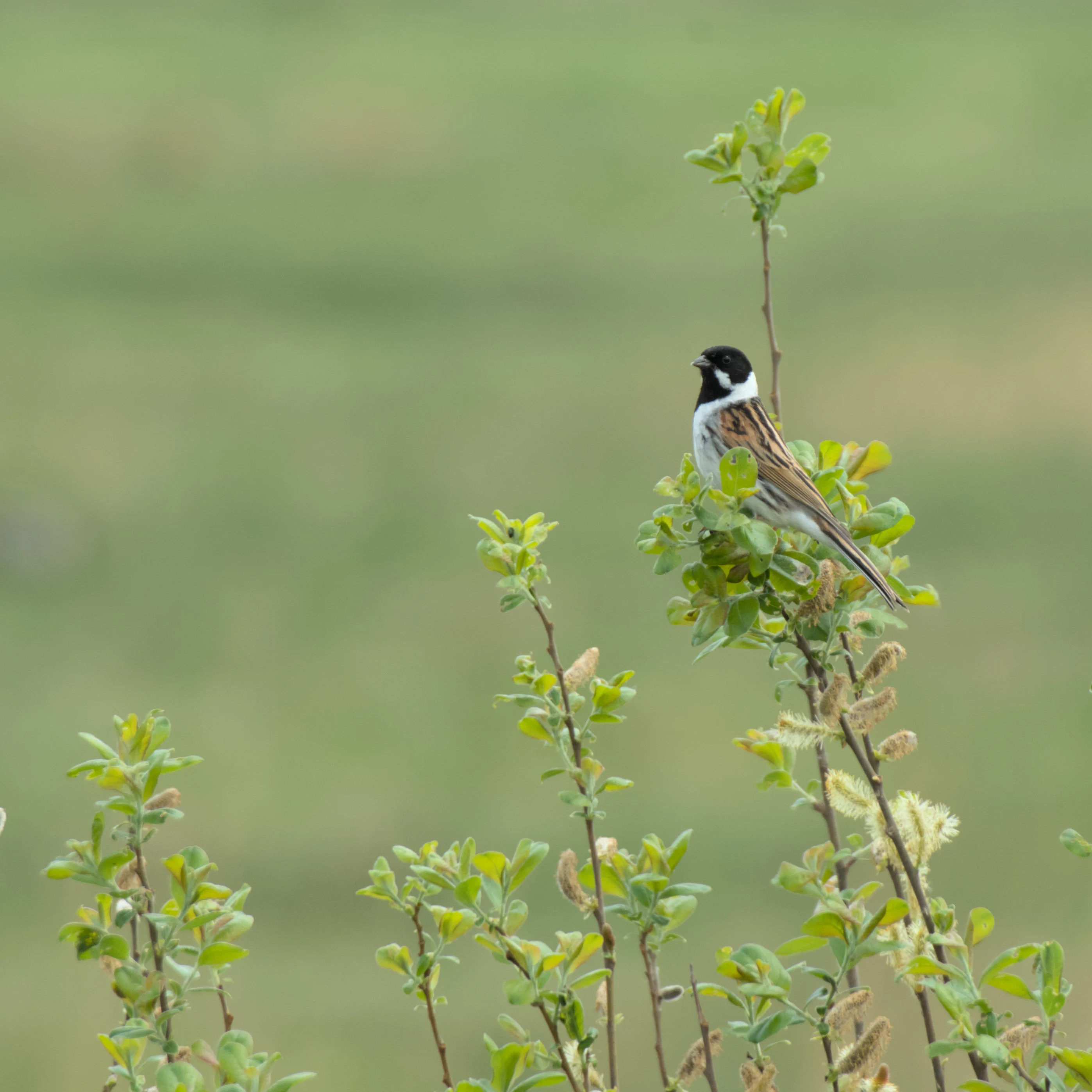 Reed Bunting, RSPB St Aidan's, Yorkshire, UK — photo by Jim Bennett
