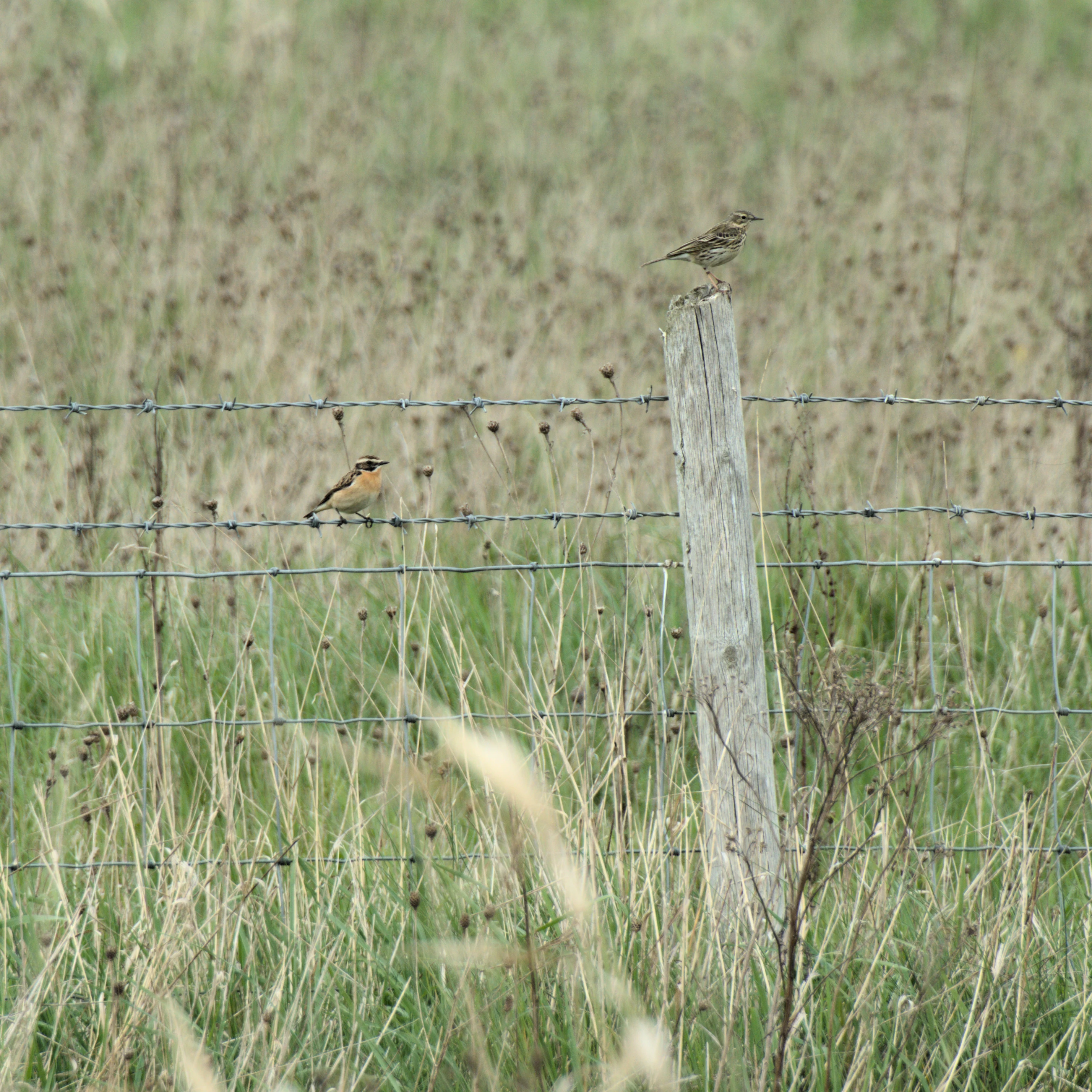 Whinchat & Meadow Pipit, RSPB St Aidan's, Yorkshire, UK — photo by Jim Bennett