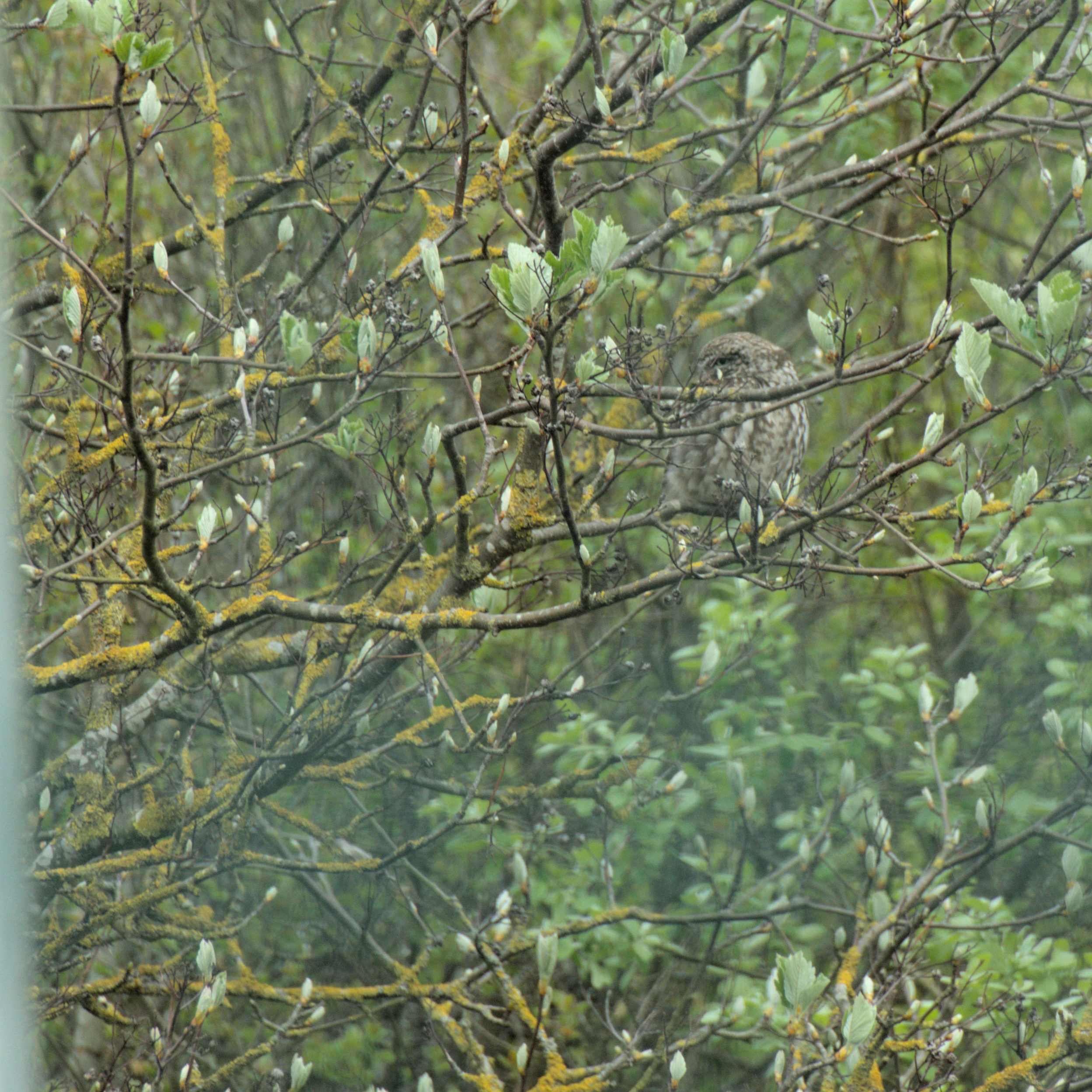 Little Owl, RSPB St Aidan's, Yorkshire, UK — photo by Jim Bennett