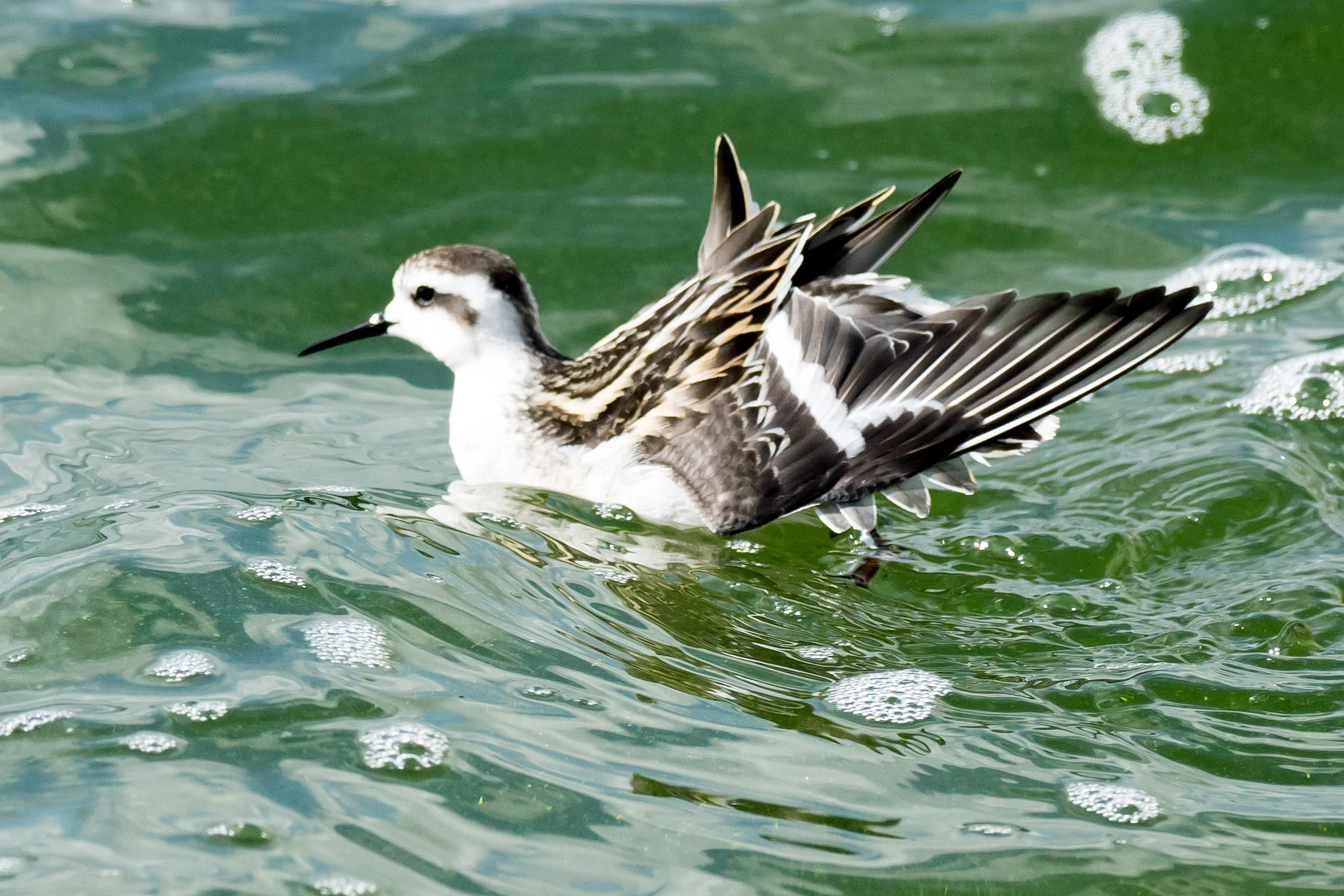 Red-necked Phalarope, Farmoor, Oxfordshire, UK — photo by Jim Bennett