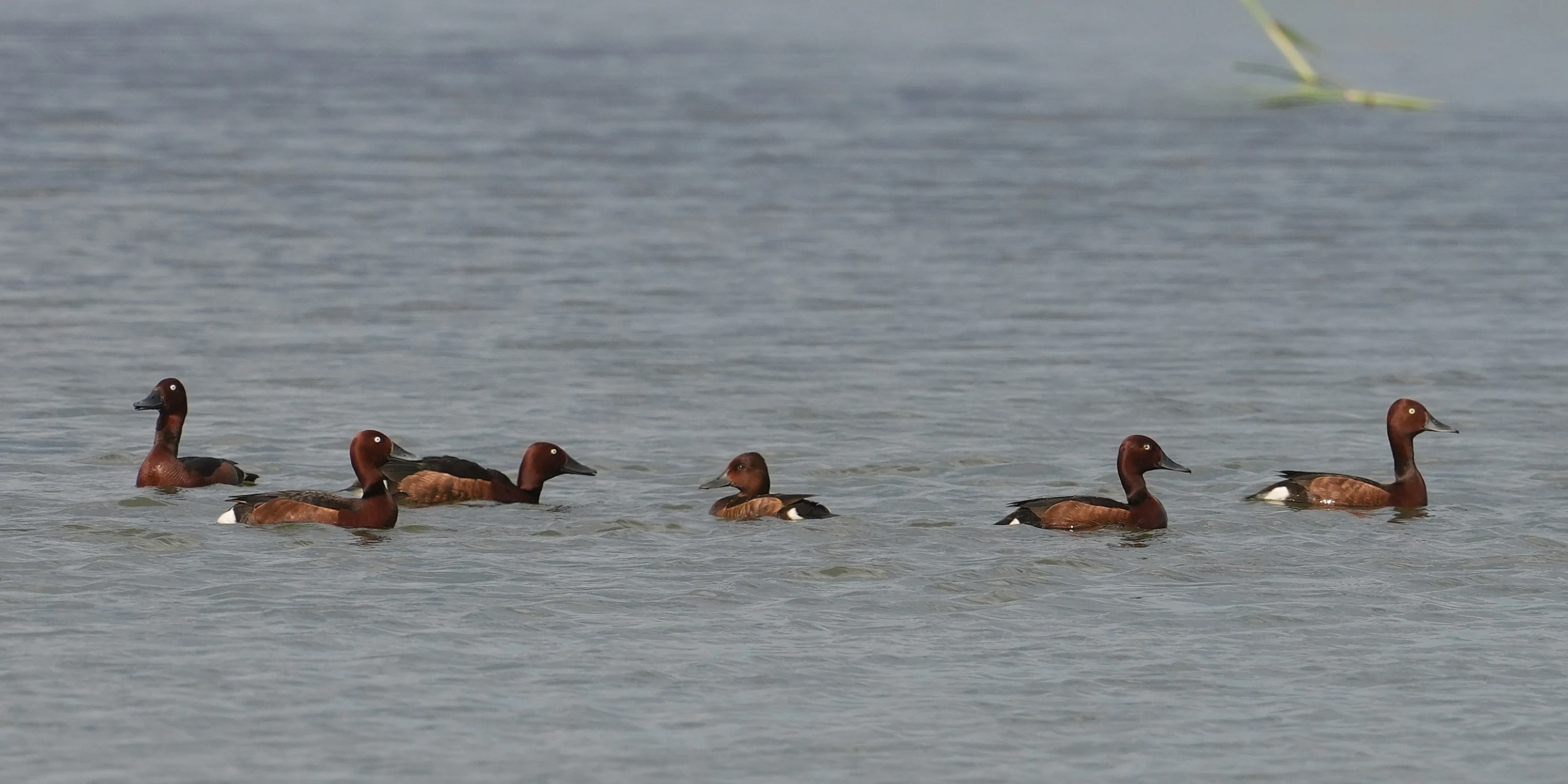Ferruginous Ducks, Danube Delta, Romania — photo by Jim Bennett