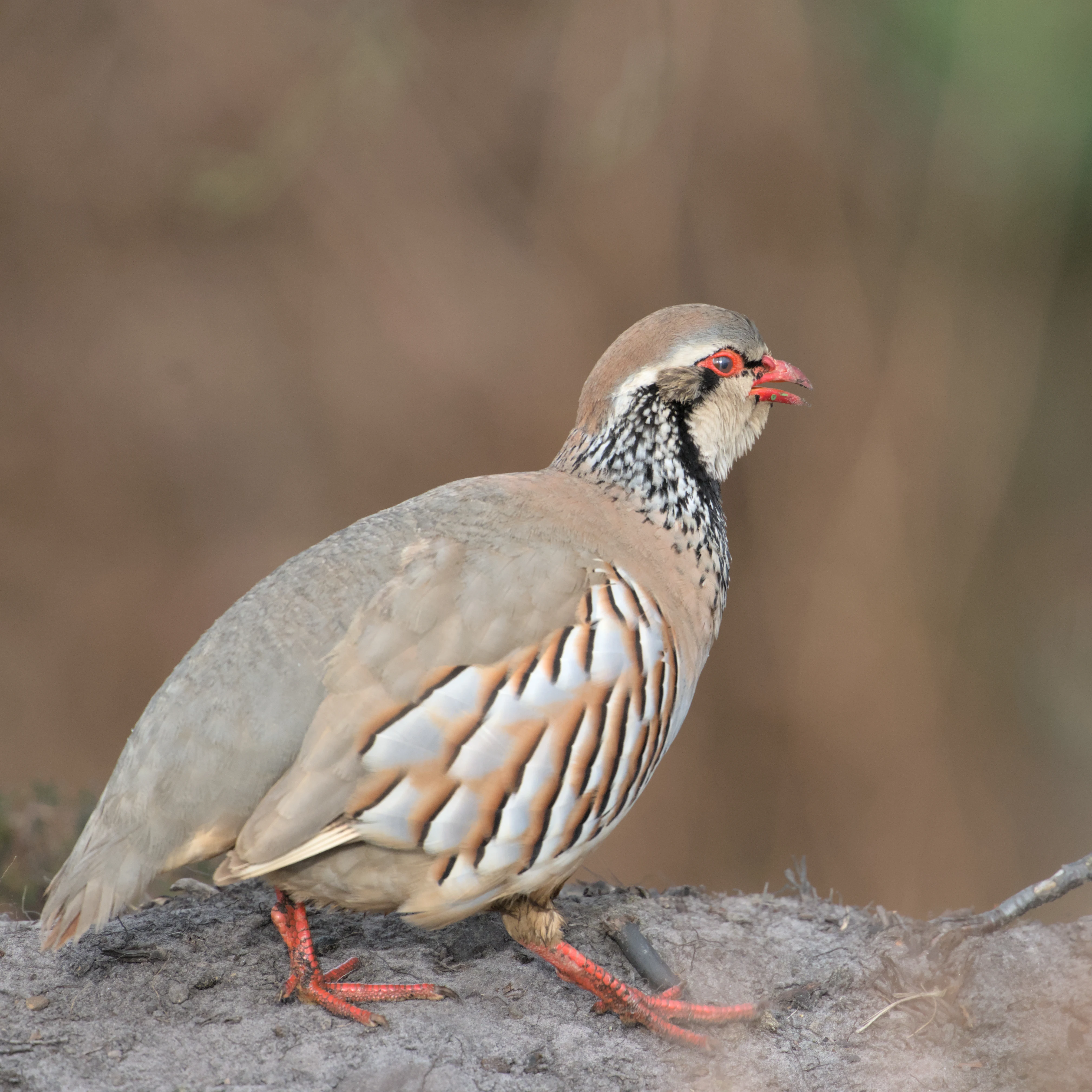 Red-legged Partridge, North York Moors, Yorkshire, UK — photo by Jim Bennett