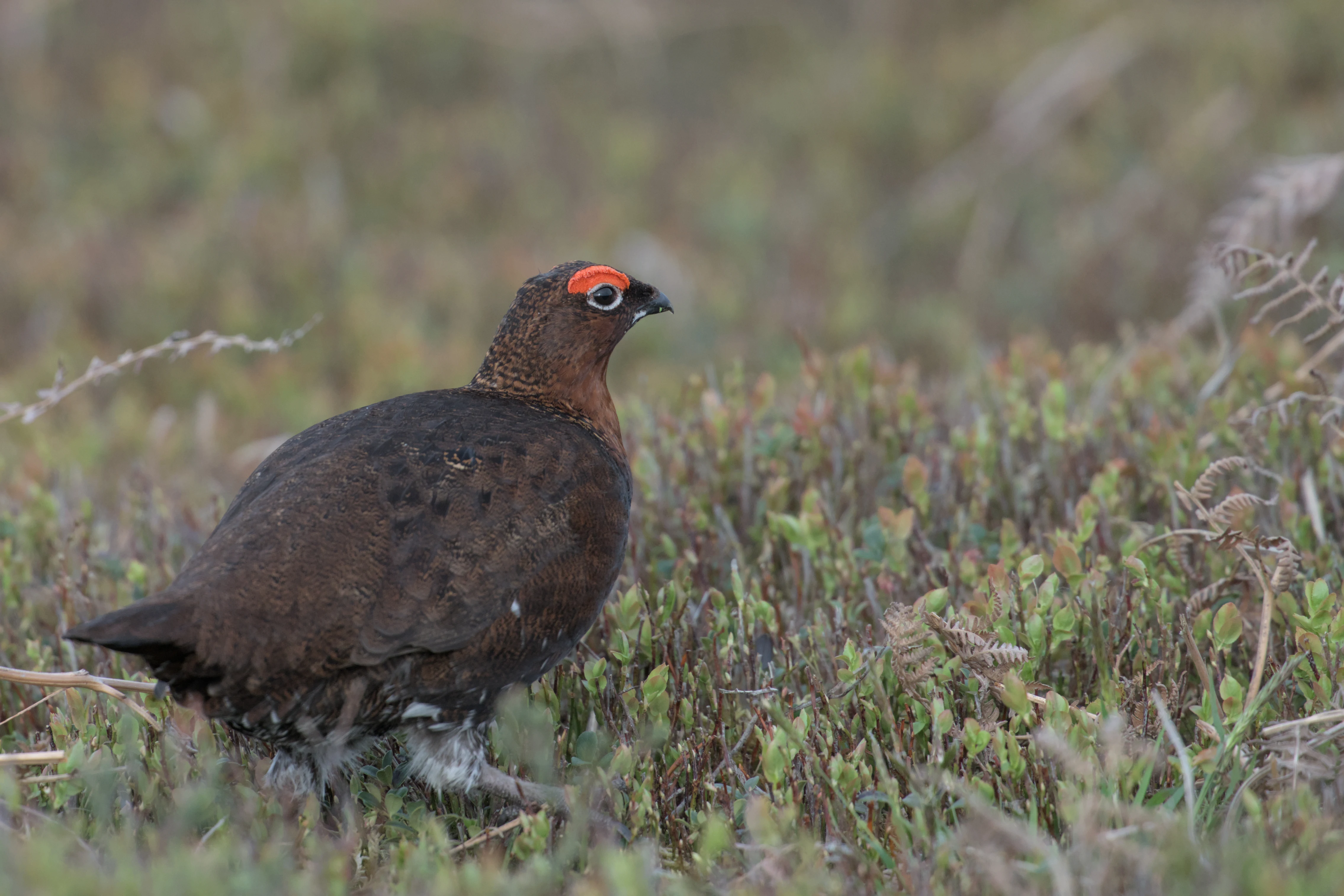 Red Grouse, North York Moors, Yorkshire, UK — photo by Jim Bennett