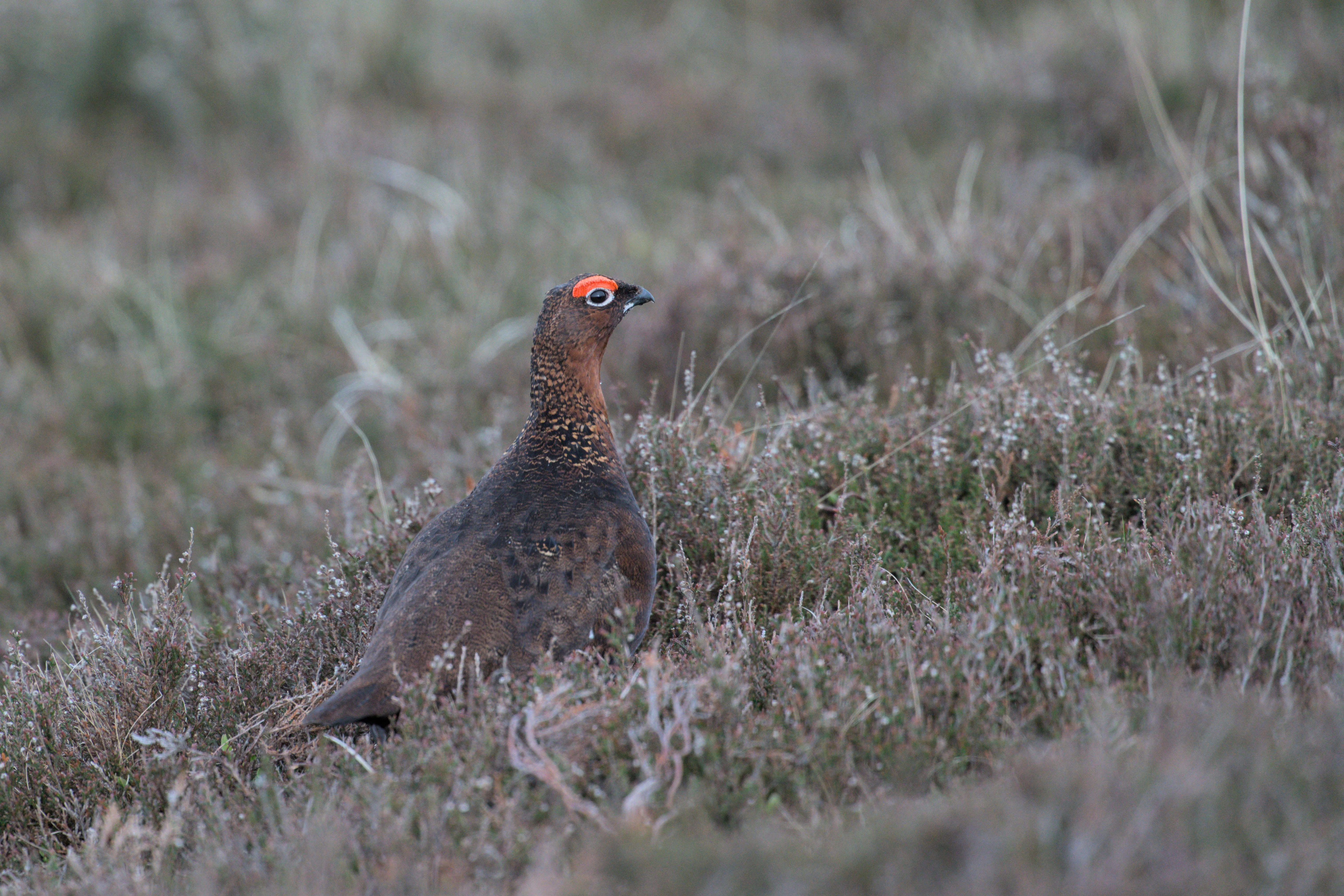 Red Grouse, North York Moors, Yorkshire, UK — photo by Jim Bennett