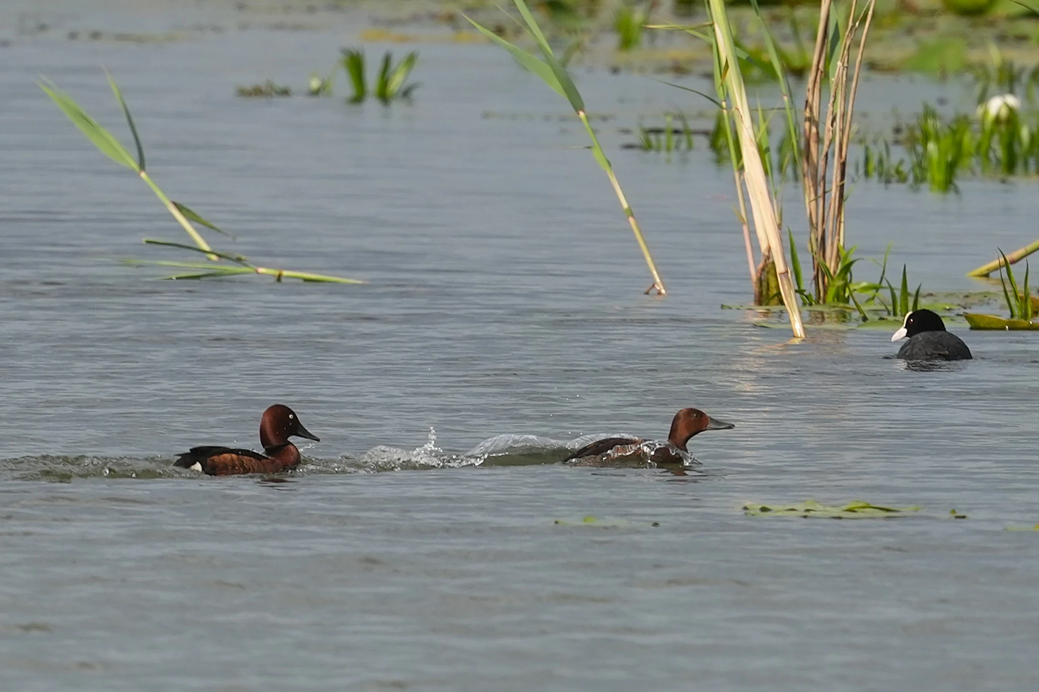 Ferruginous Ducks, Danube Delta, Romania — photo by Jim Bennett