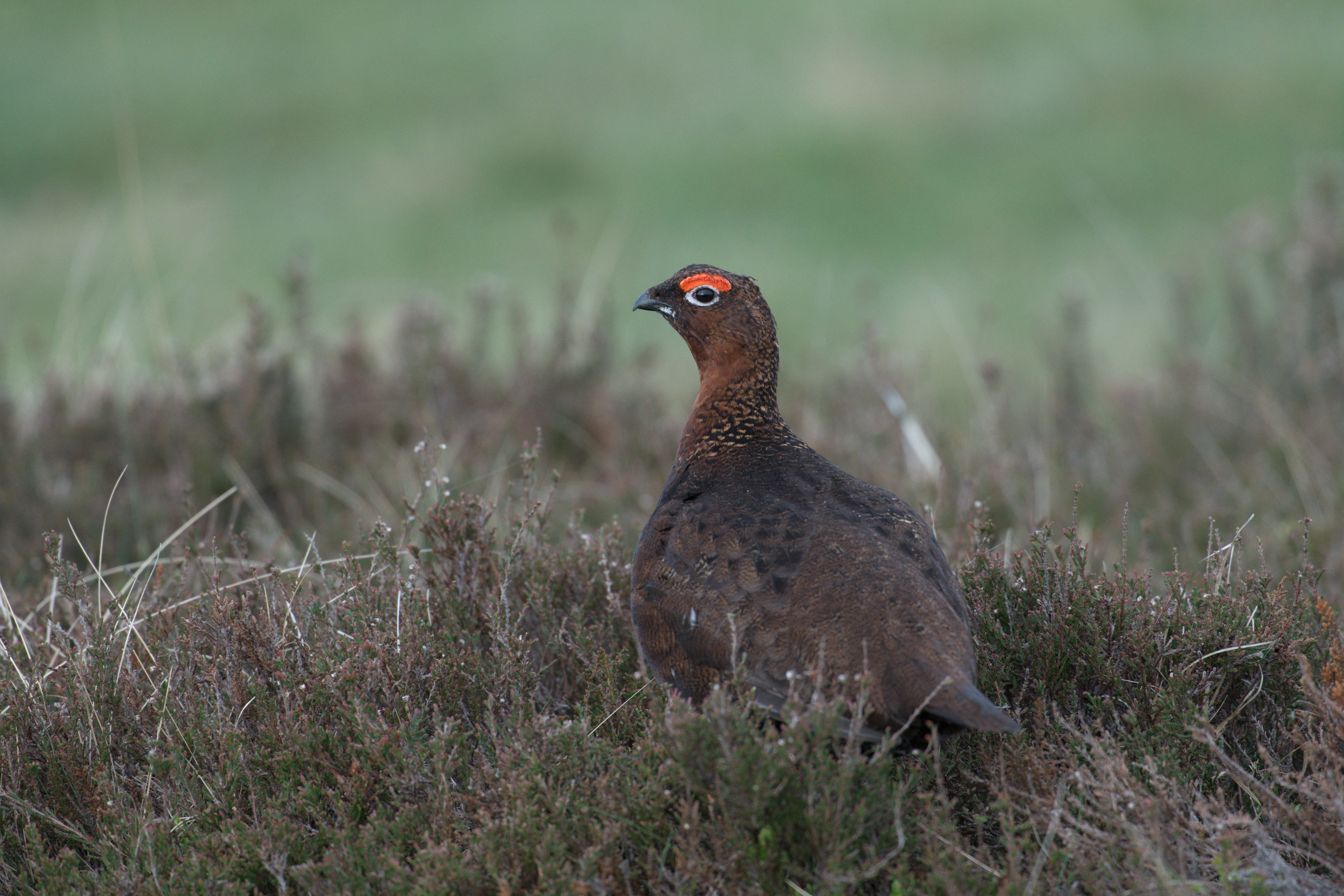 Red Grouse, North York Moors, Yorkshire, UK — photo by Jim Bennett