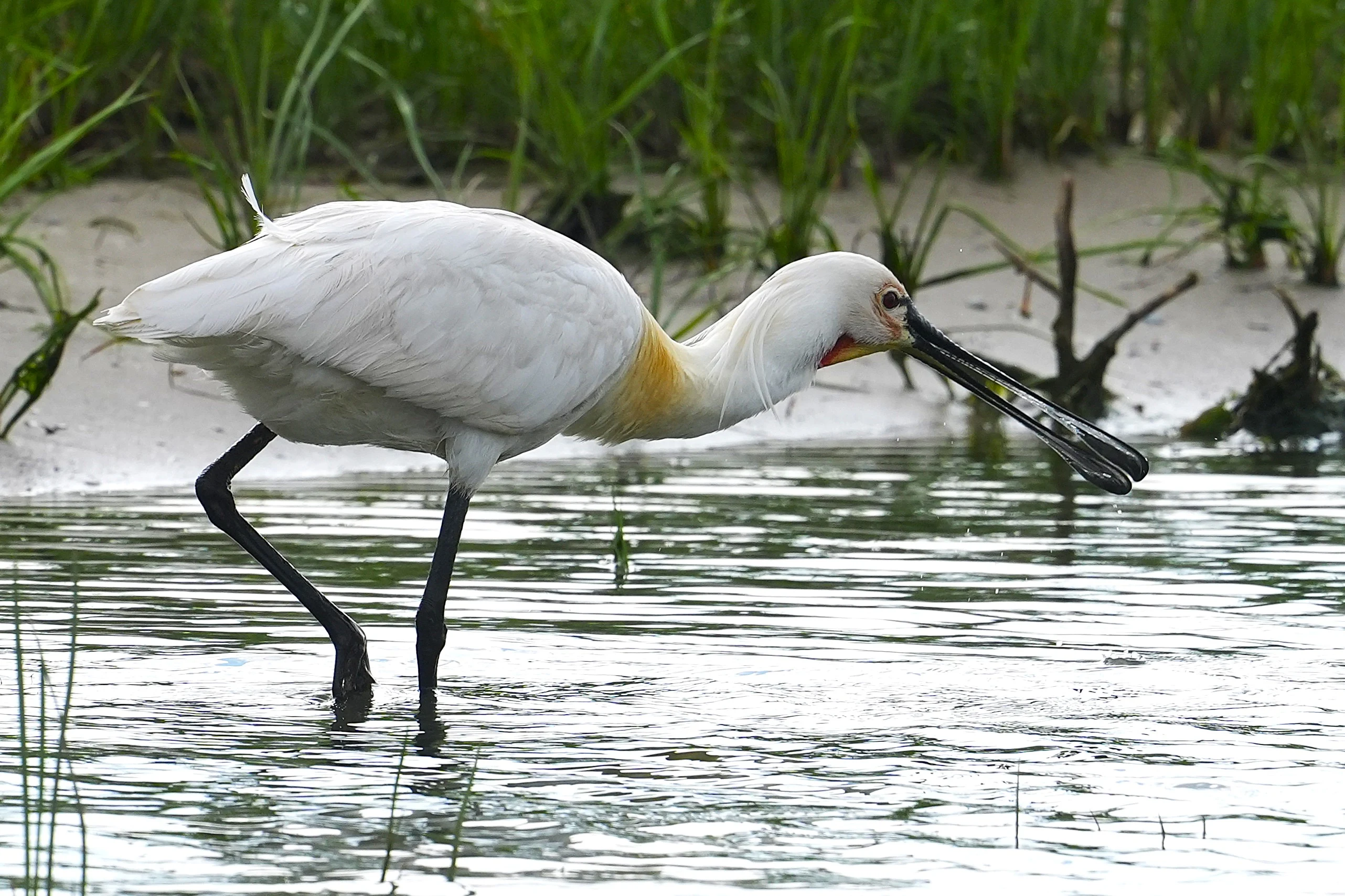 European Spoonbill, Danube Delta, Romania — photo by Jim Bennett