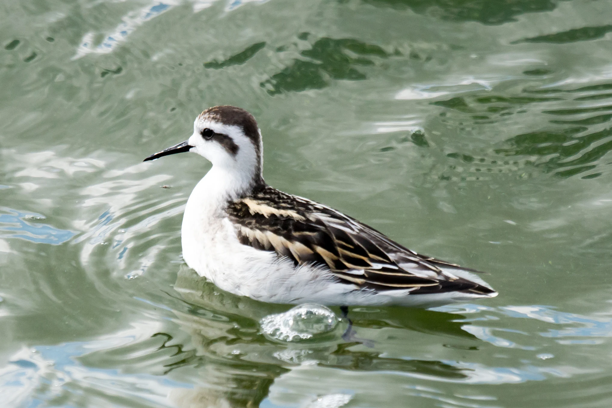 Red-necked Phalarope, Farmoor, Oxfordshire, UK — photo by Jim Bennett