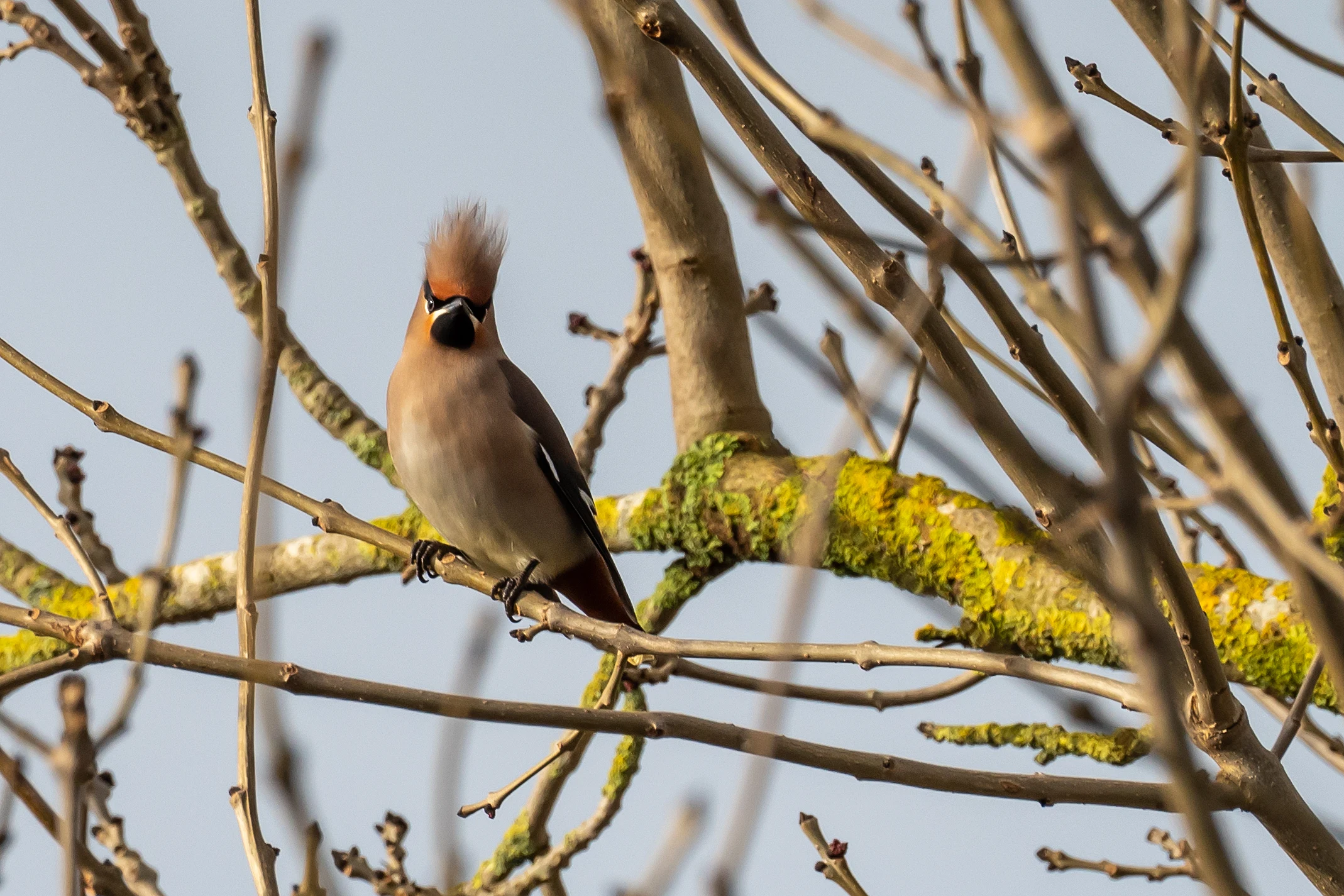 Waxwing (Bohemian Waxwing), Oxfordshire, UK — photo by Jim Bennett