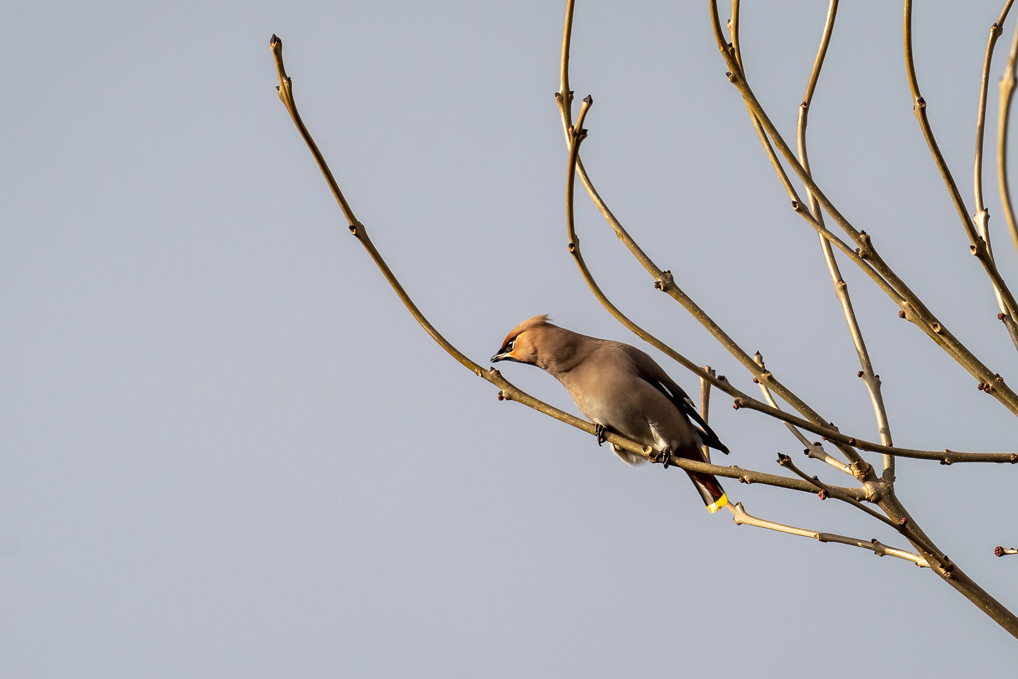Waxwing (Bohemian Waxwing), Oxfordshire, UK — photo by Jim Bennett