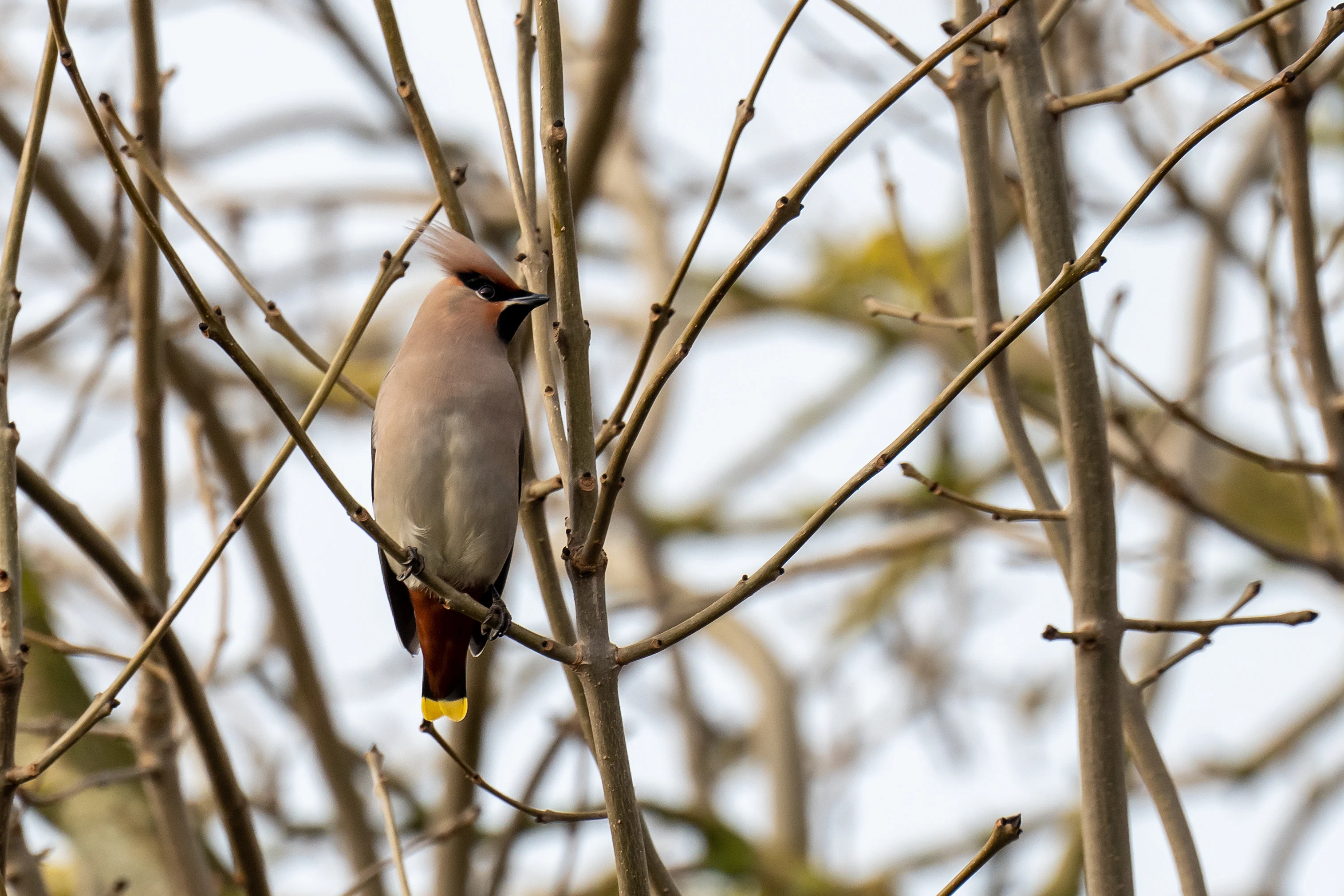 Waxwing (Bohemian Waxwing), Oxfordshire, UK — photo by Jim Bennett