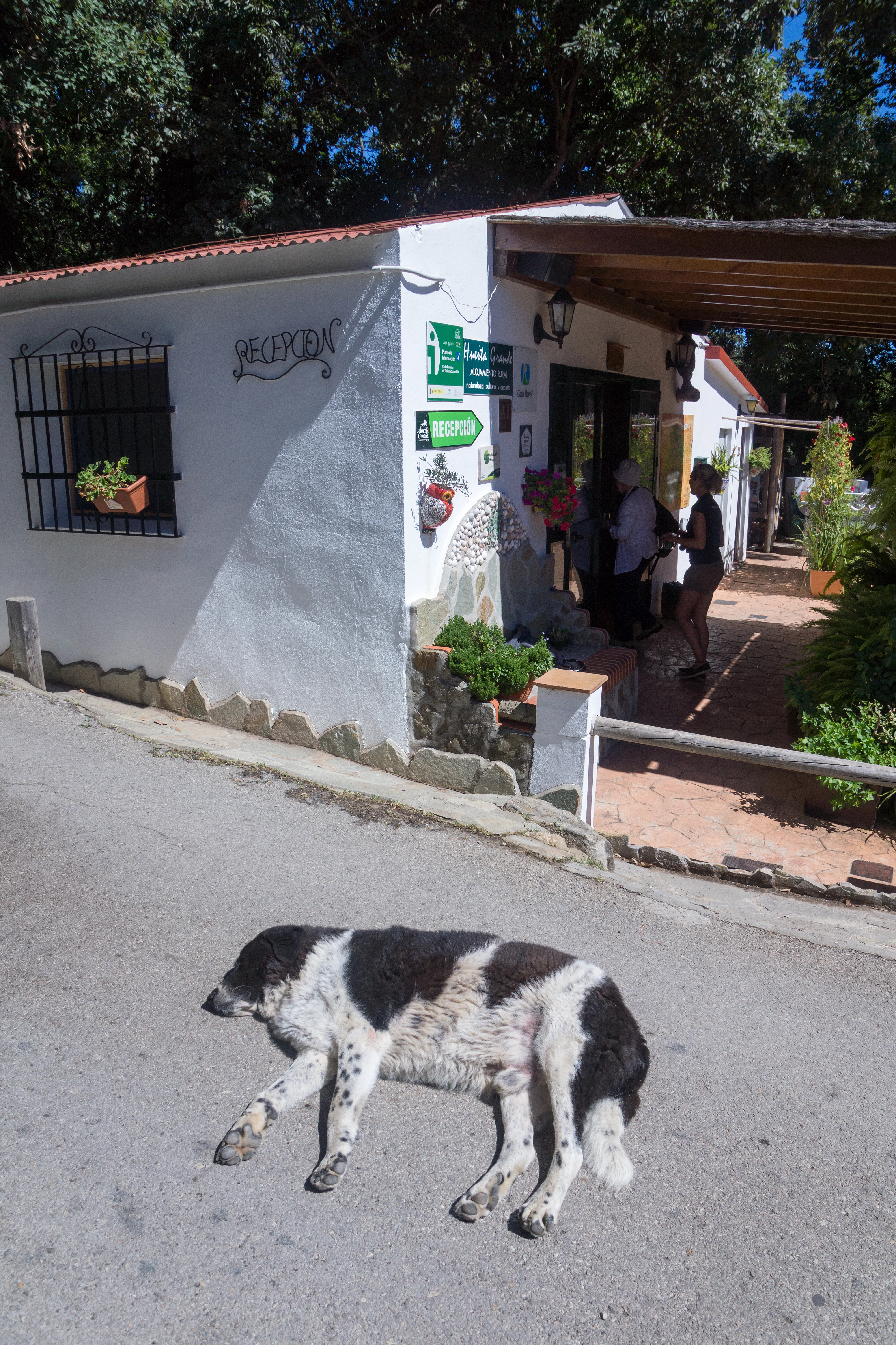 Gaudi the guard dog, Huerta Grande, Spain — photo by Jim Bennett