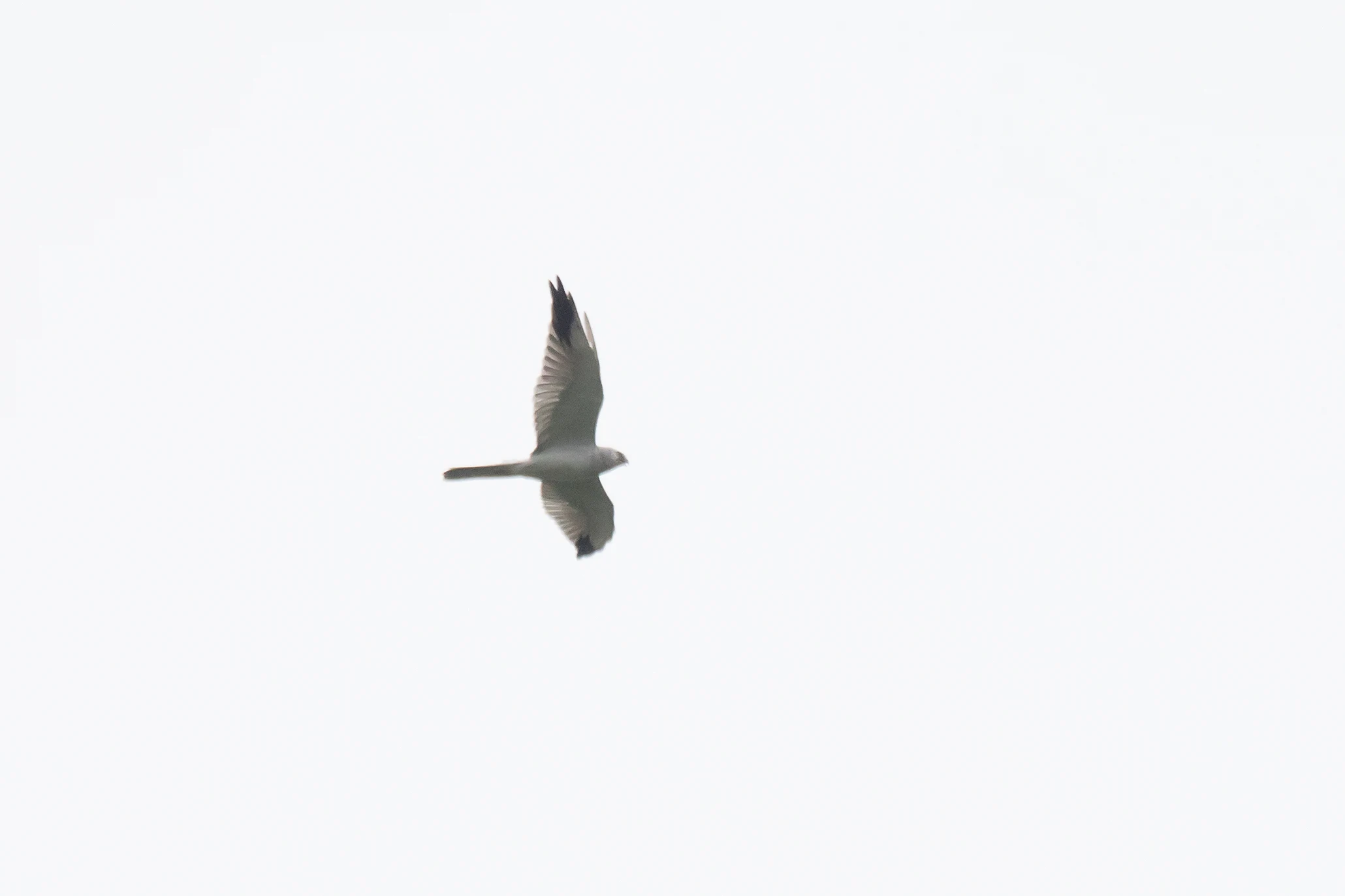 Pallid Harrier, Georgia — photo by Jim Bennett