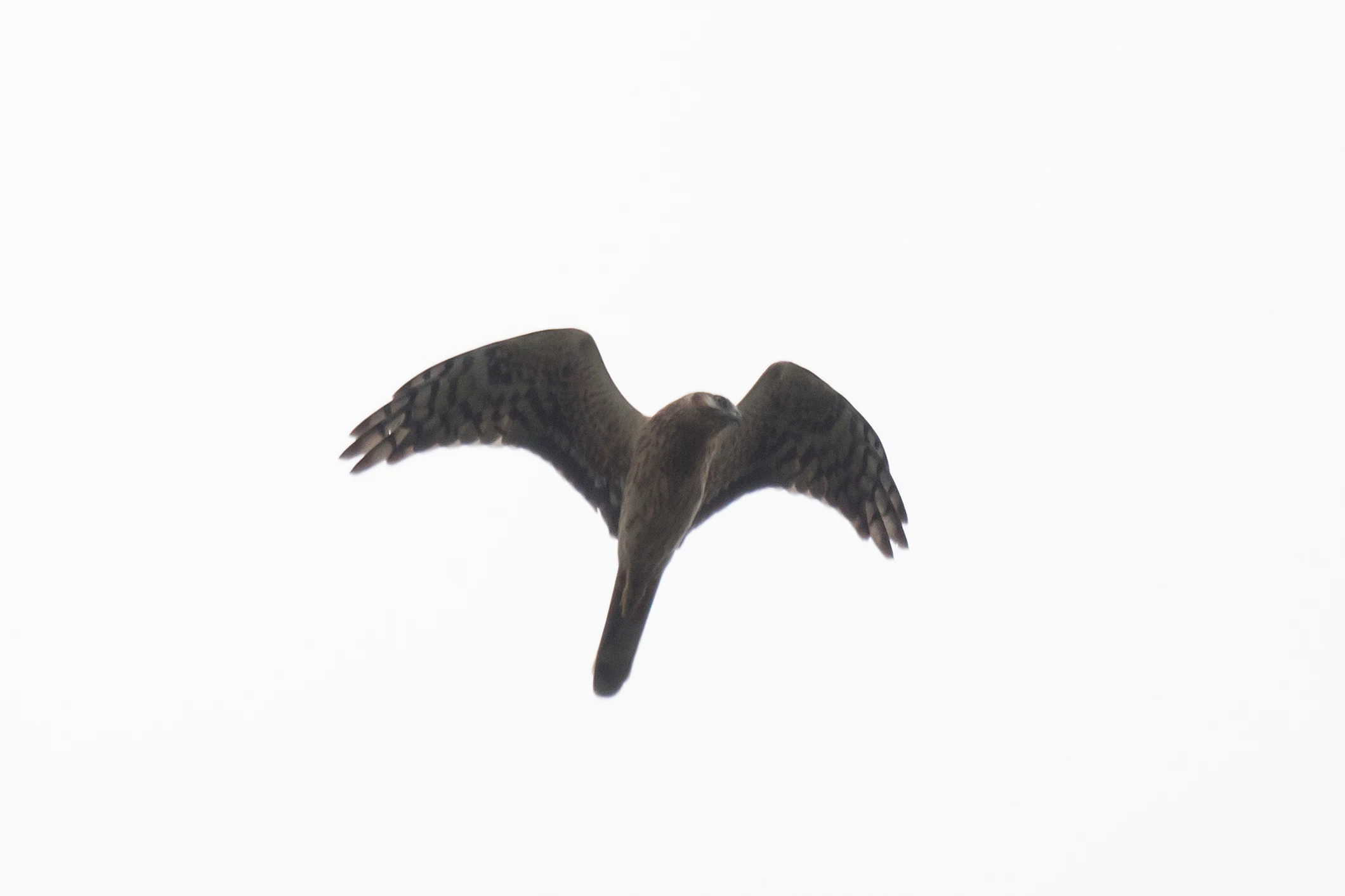 Pallid Harrier, Georgia — photo by Jim Bennett