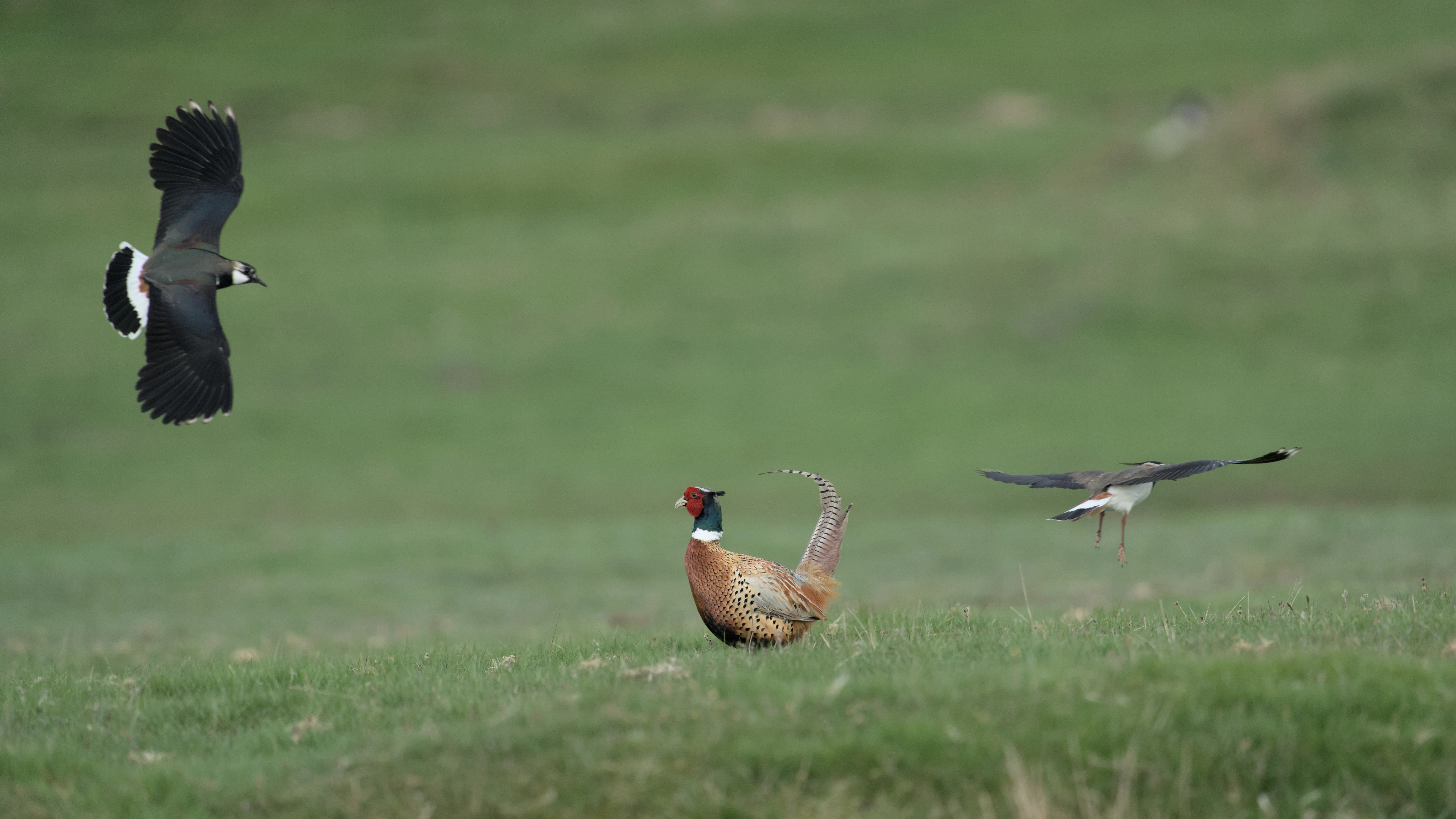 Pheasant mobbed by Lapwings, North York Moors, Yorkshire, UK — photo by Jim Bennett