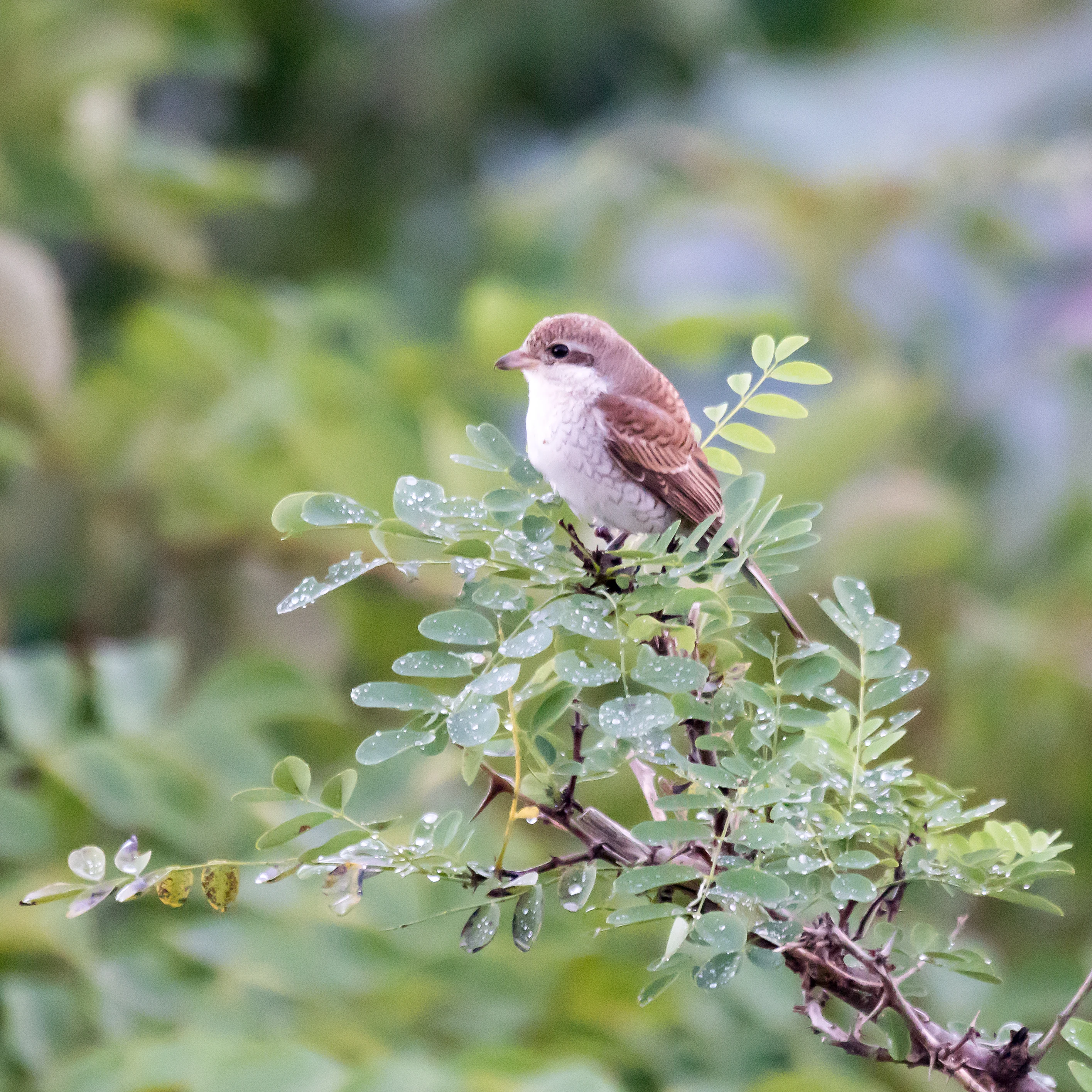 Red-backed Shrike, Saghalvasho raptor viewpoint, Georgia — photo by Jim Bennett