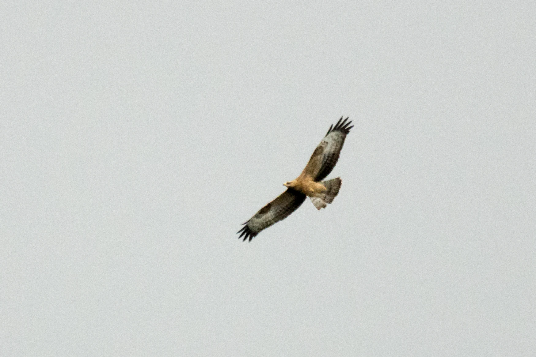 Honey Buzzard, Saghalvasho raptor viewpoint, Georgia — photo by Jim Bennett