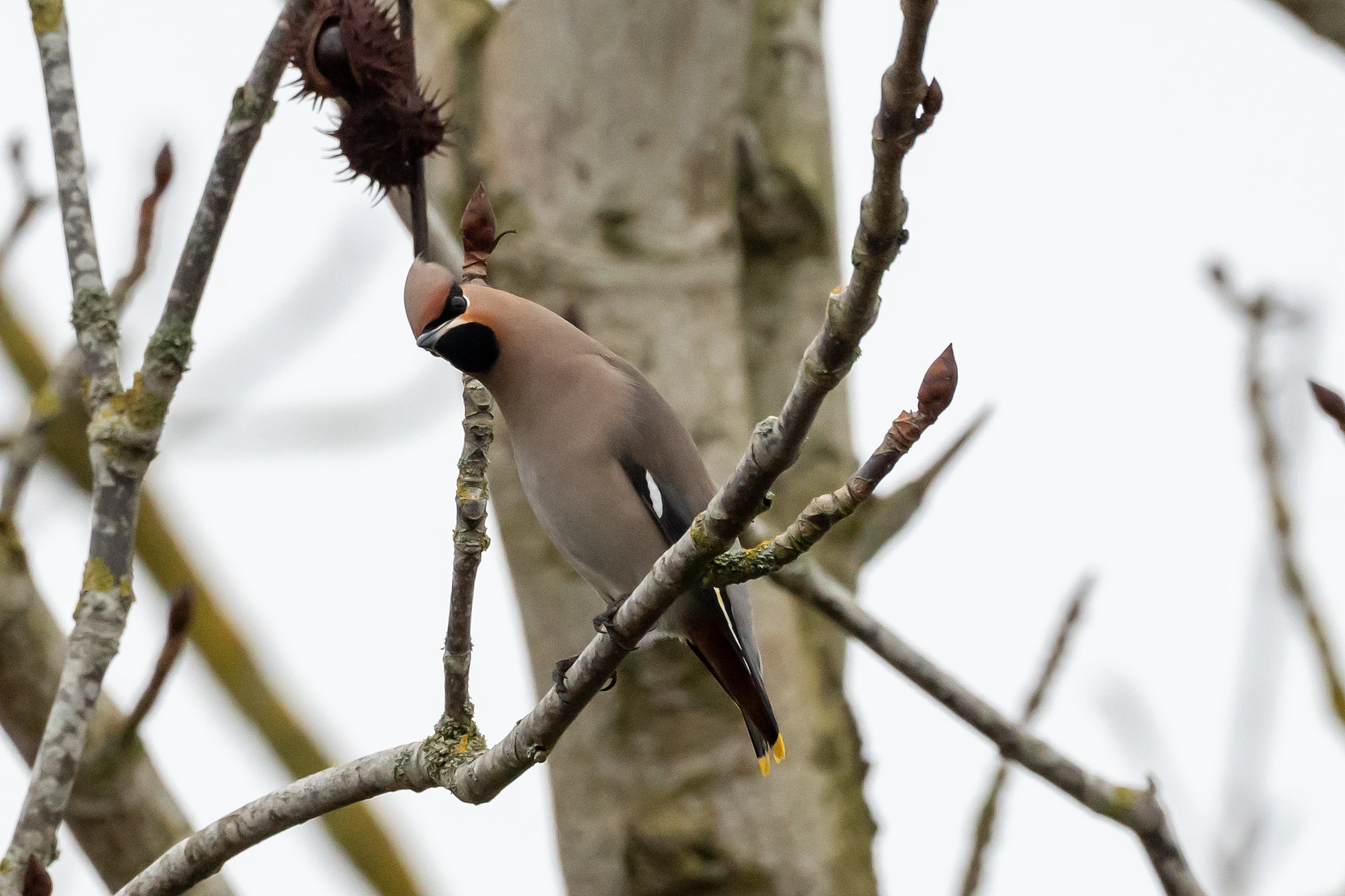 Waxwing (Bohemian Waxwing), Oxfordshire, UK — photo by Jim Bennett
