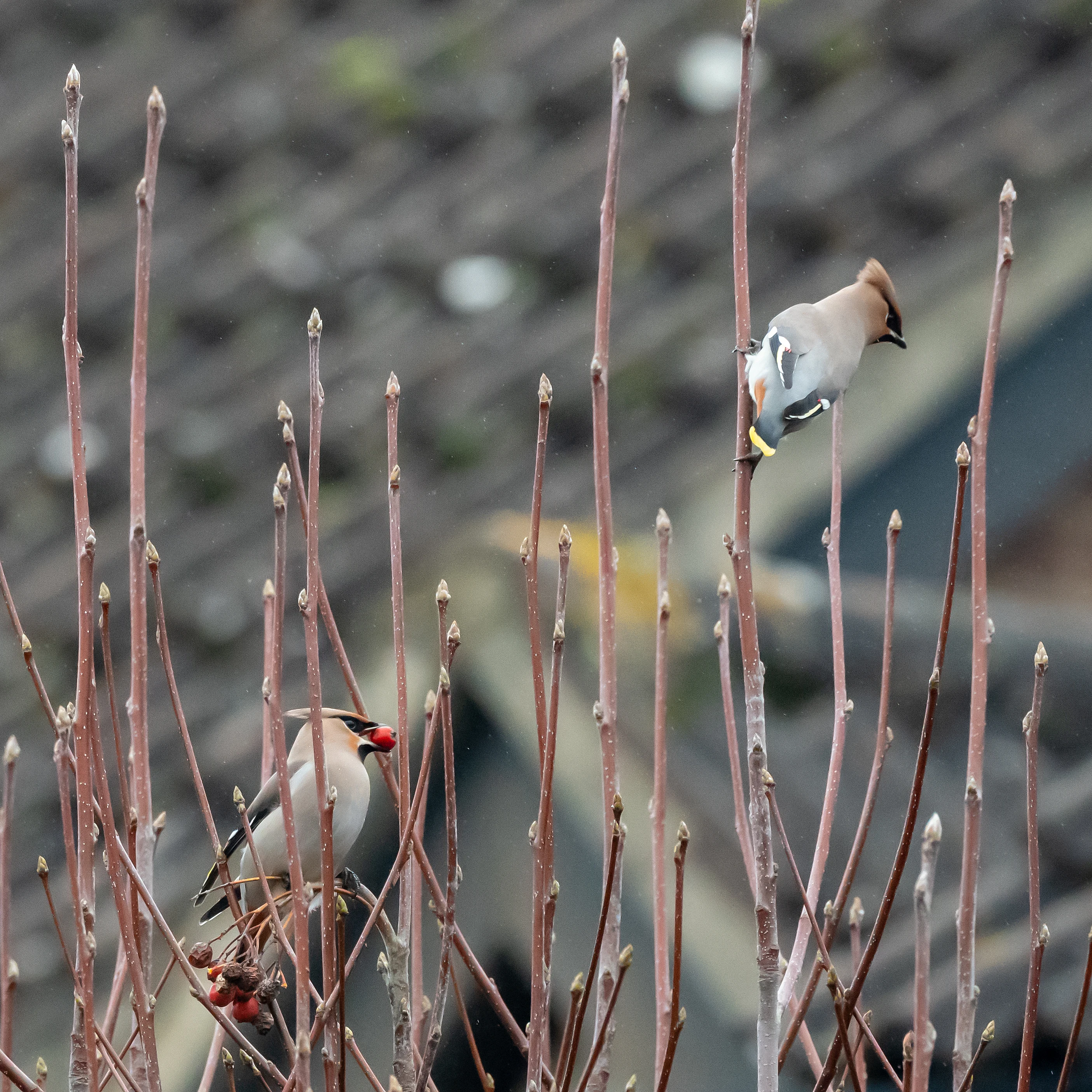Waxwing (Bohemian Waxwing), Oxfordshire, UK — photo by Jim Bennett