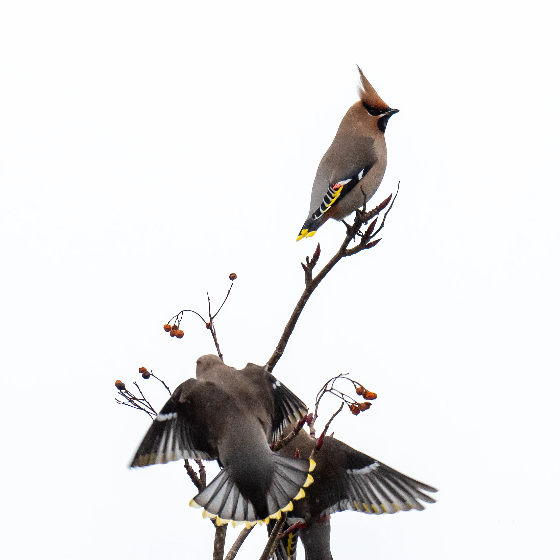 Waxwing (Bohemian Waxwing), Oxfordshire, UK — photo by Jim Bennett