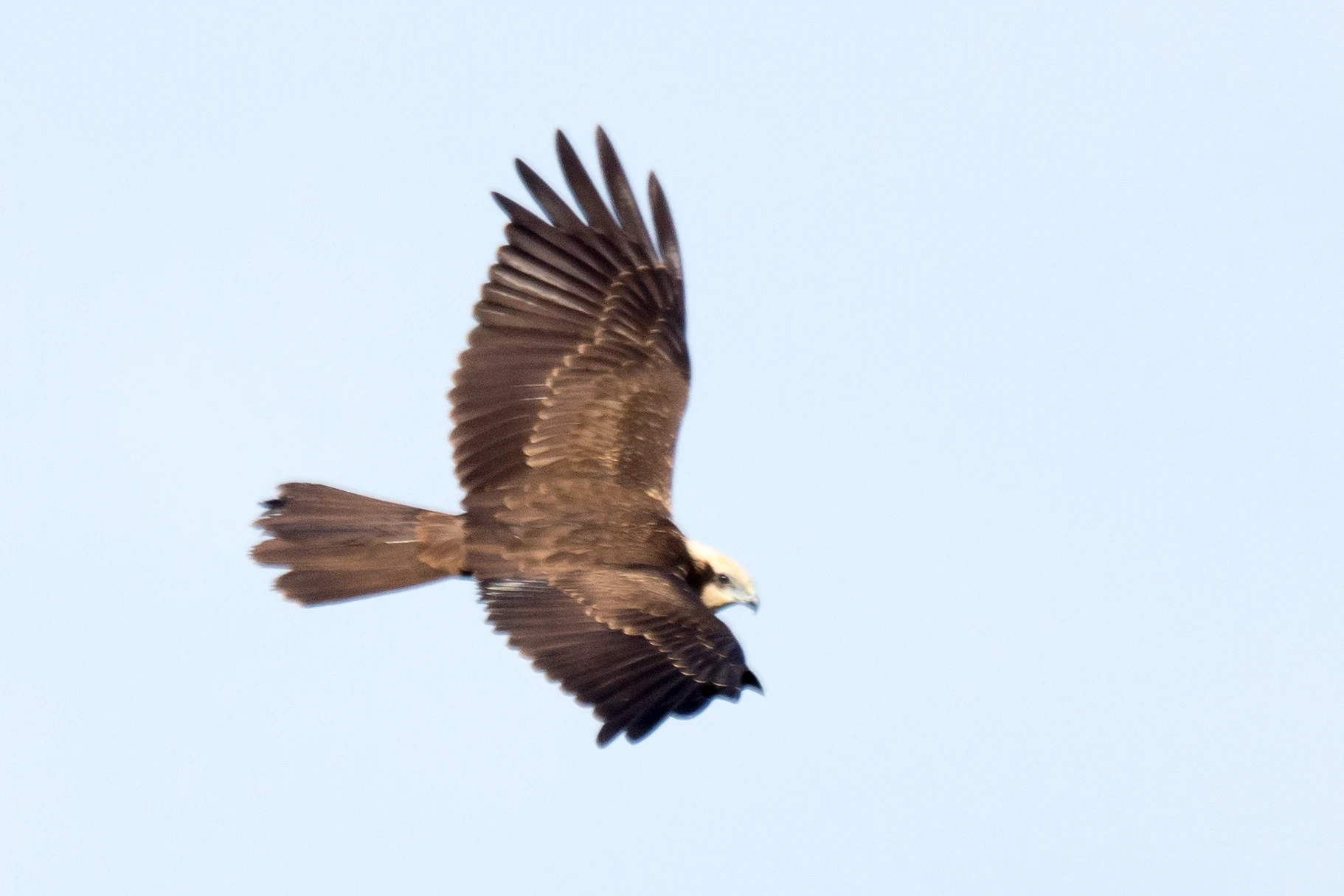 Marsh Harrier, Chorokhi Delta, Georgia — photo by Jim Bennett
