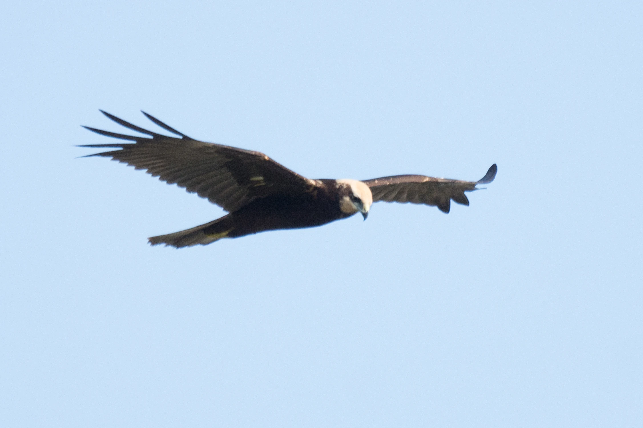 Marsh Harrier, Chorokhi Delta, Georgia — photo by Jim Bennett