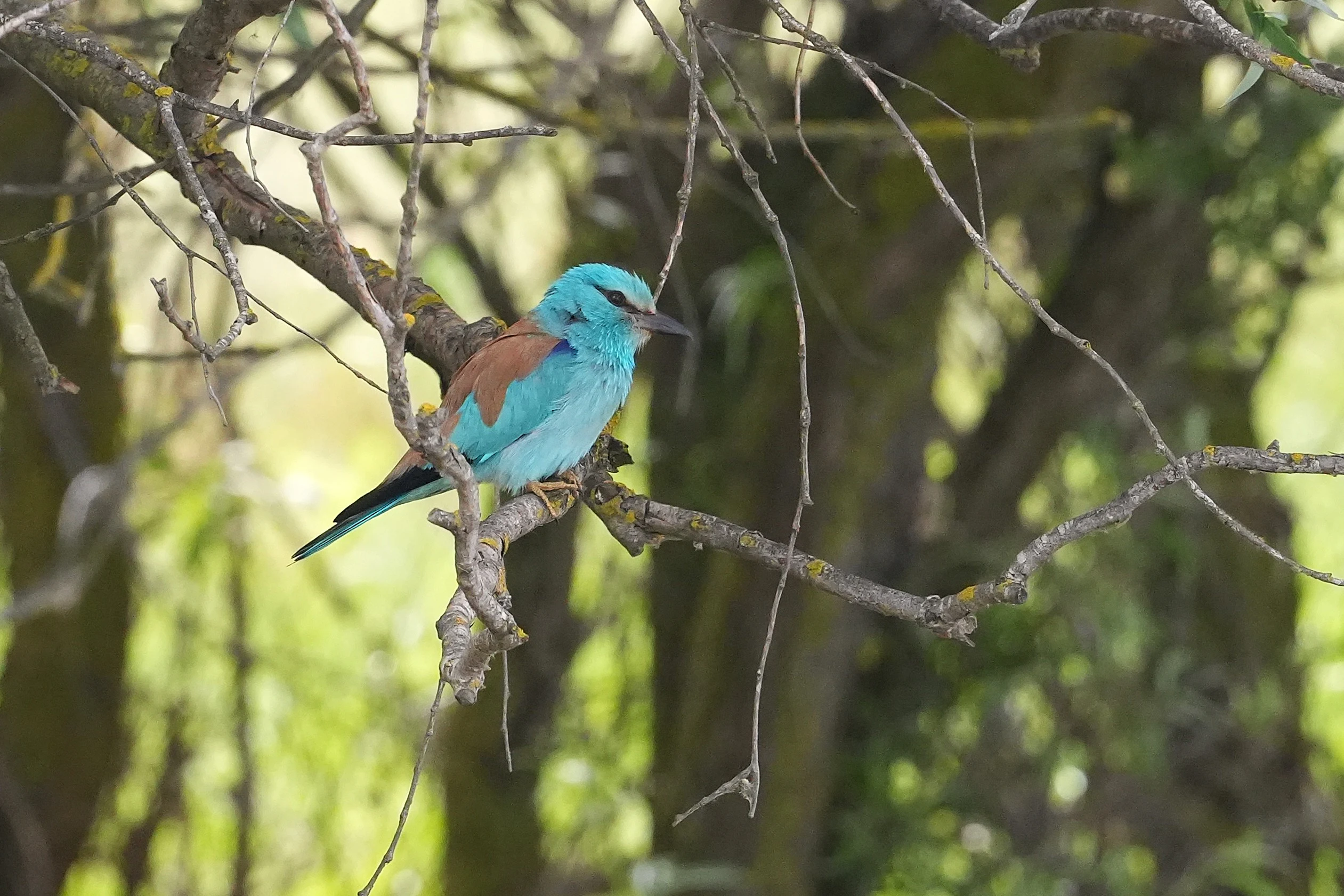 European Roller, Danube Delta, Romania — photo by Jim Bennett