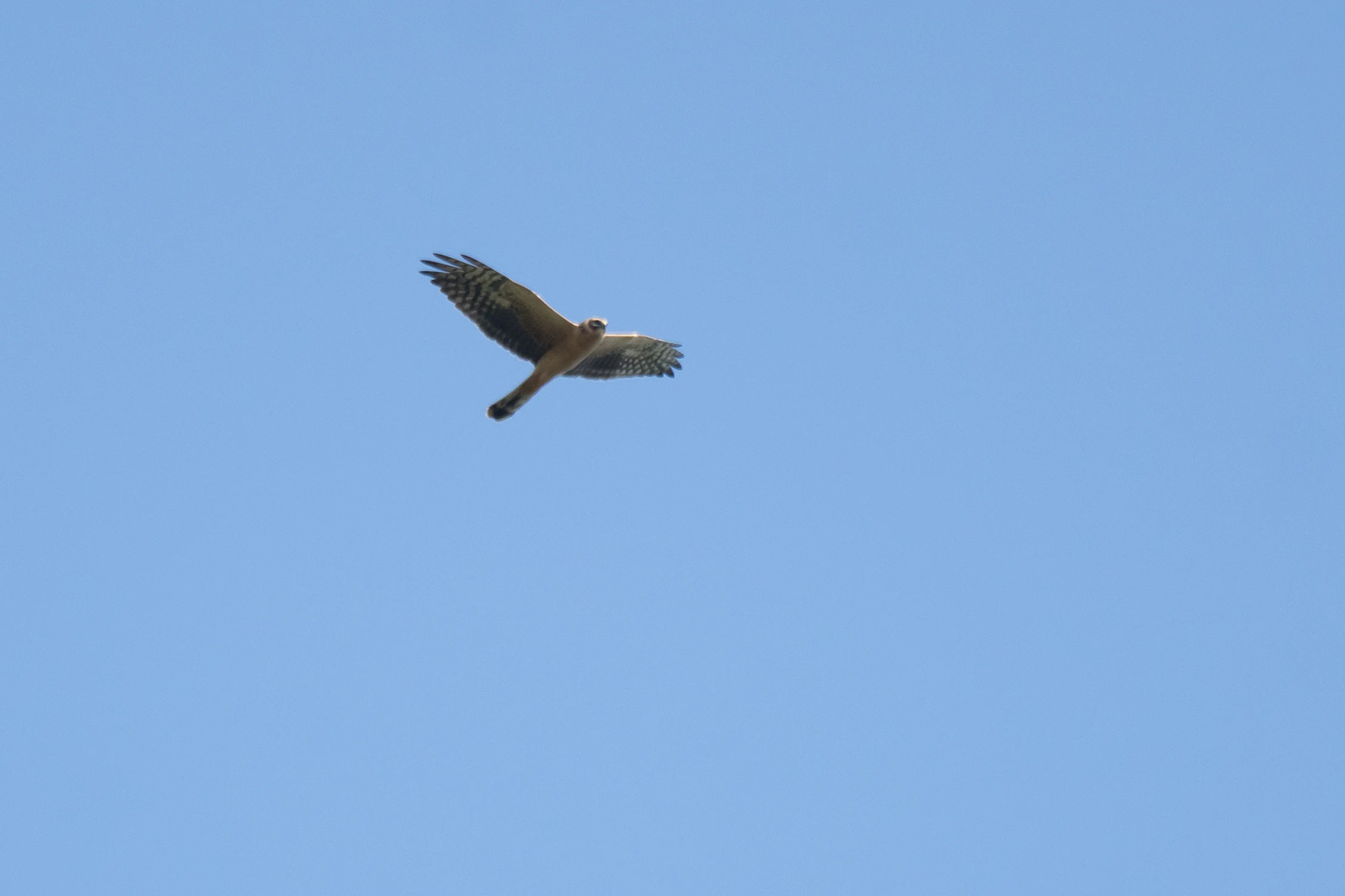Pallid Harrier, Chorokhi Delta, Georgia — photo by Jim Bennett