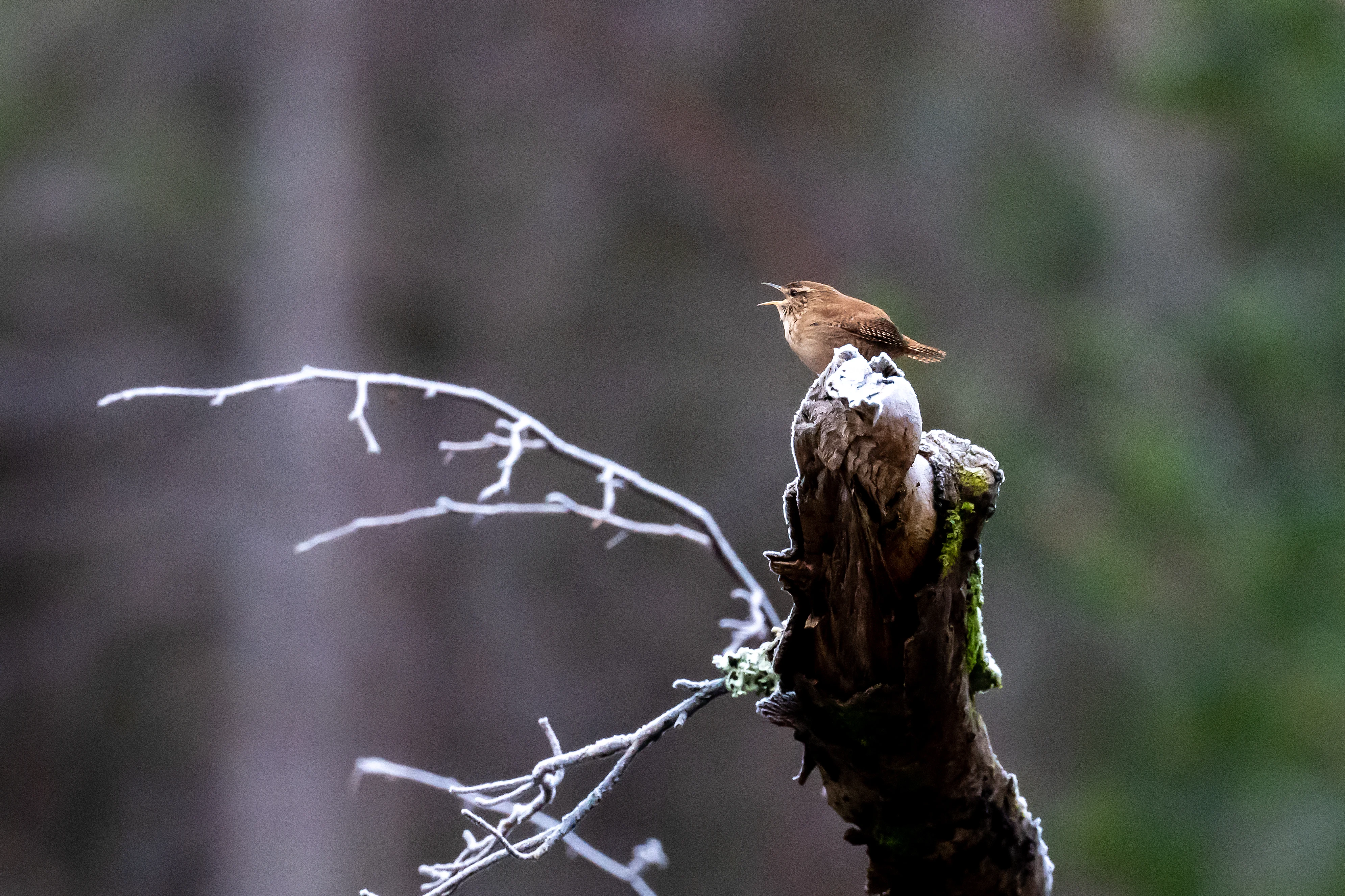 Wren, New Forest, UK — photo by Jim Bennett