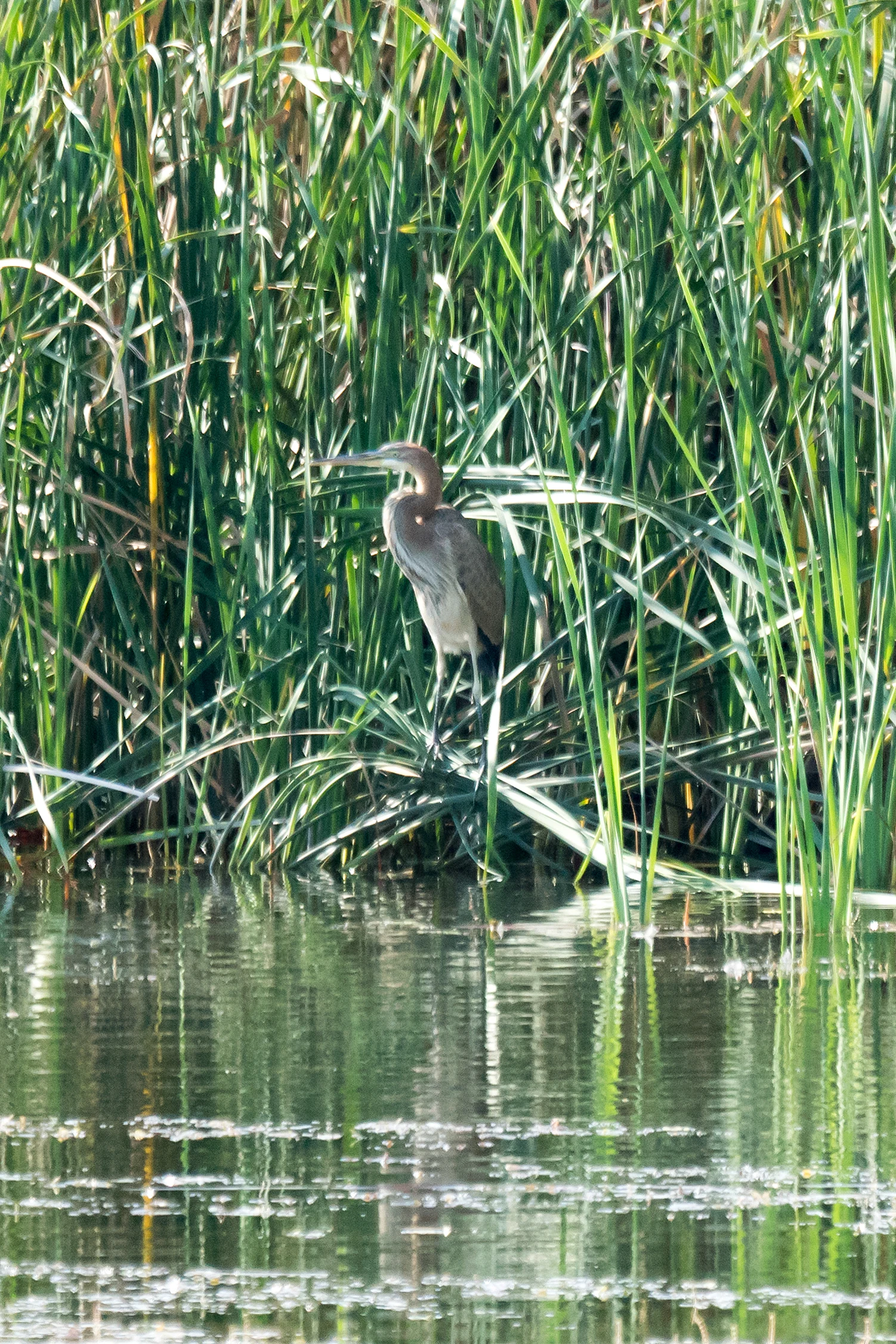 Purple Heron, Chorokhi Delta, Georgia — photo by Jim Bennett
