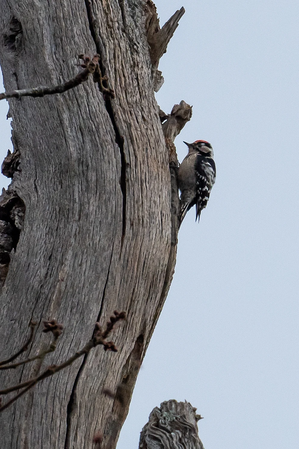 Lesser Spotted Woodpecker, New Forest, UK — photo by Jim Bennett