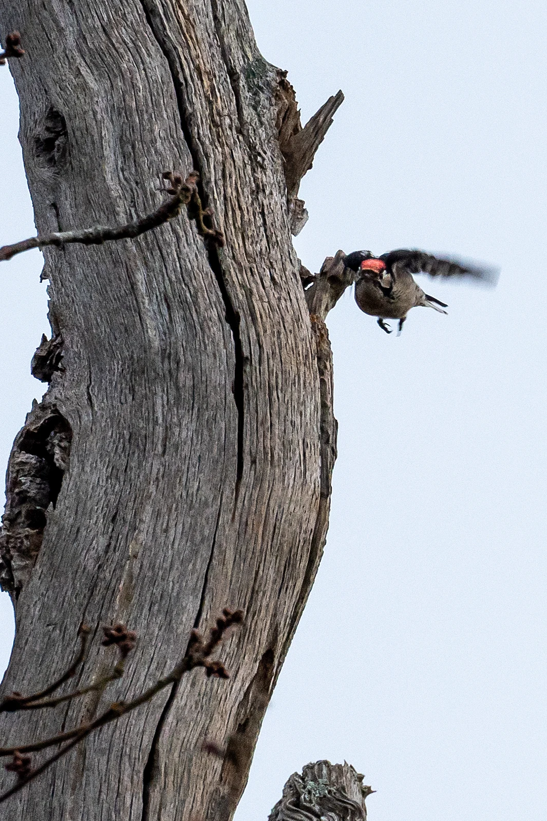 Lesser Spotted Woodpecker, New Forest, UK — photo by Jim Bennett