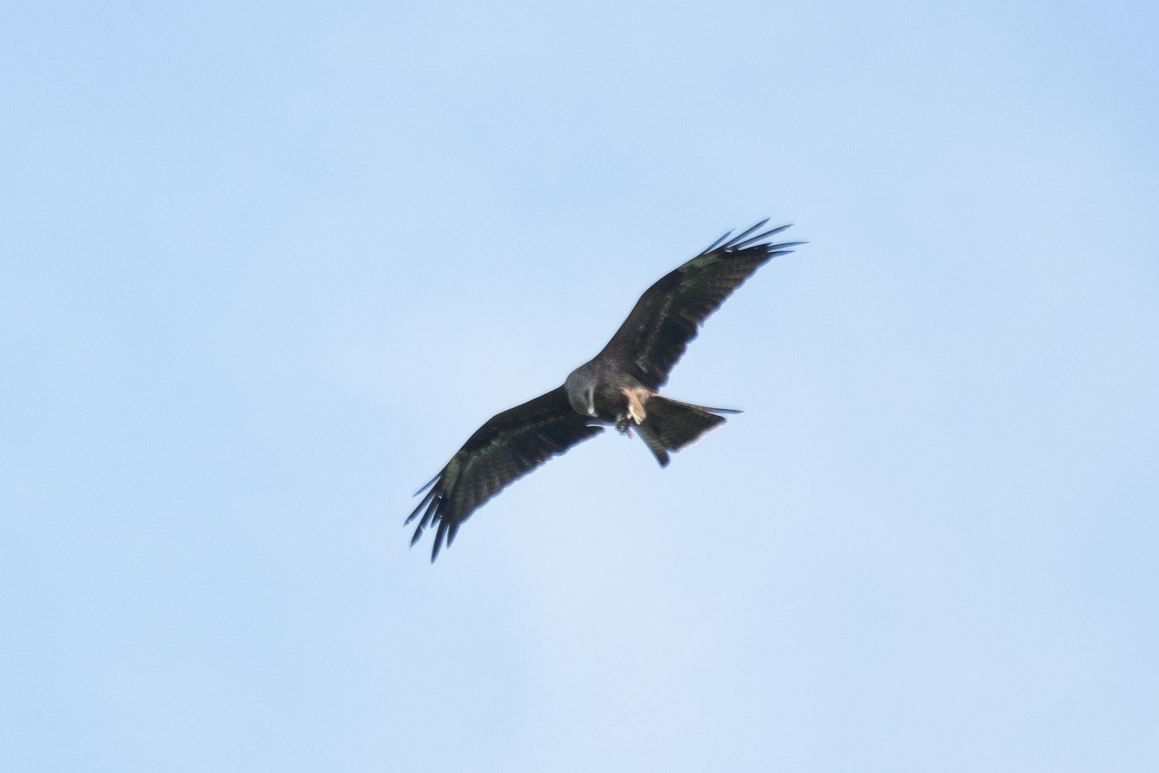 Black Kite, Chorokhi Delta, Georgia — photo by Jim Bennett