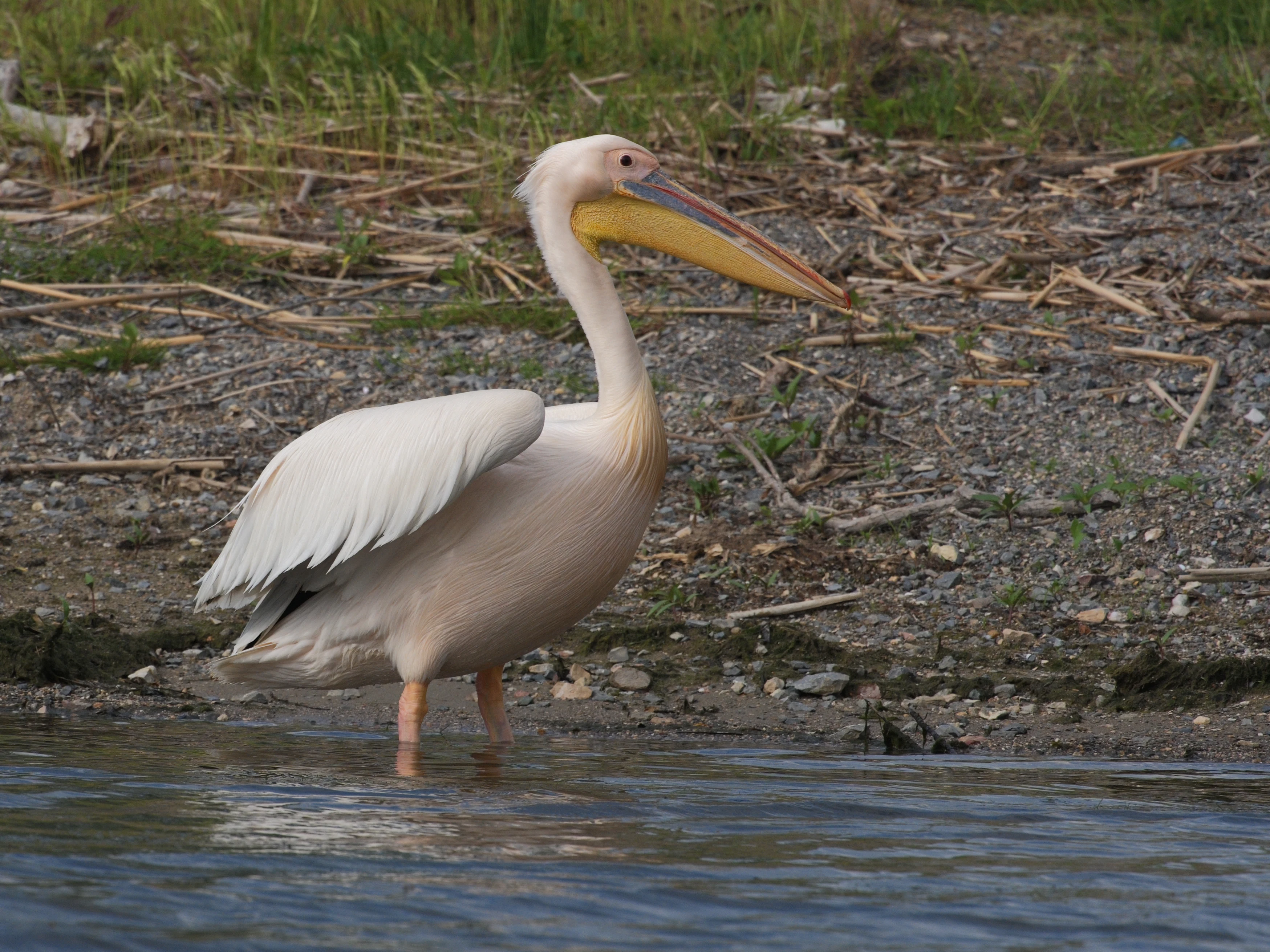 White Pelican, Danube Delta, Romania — photo by Jim Bennett