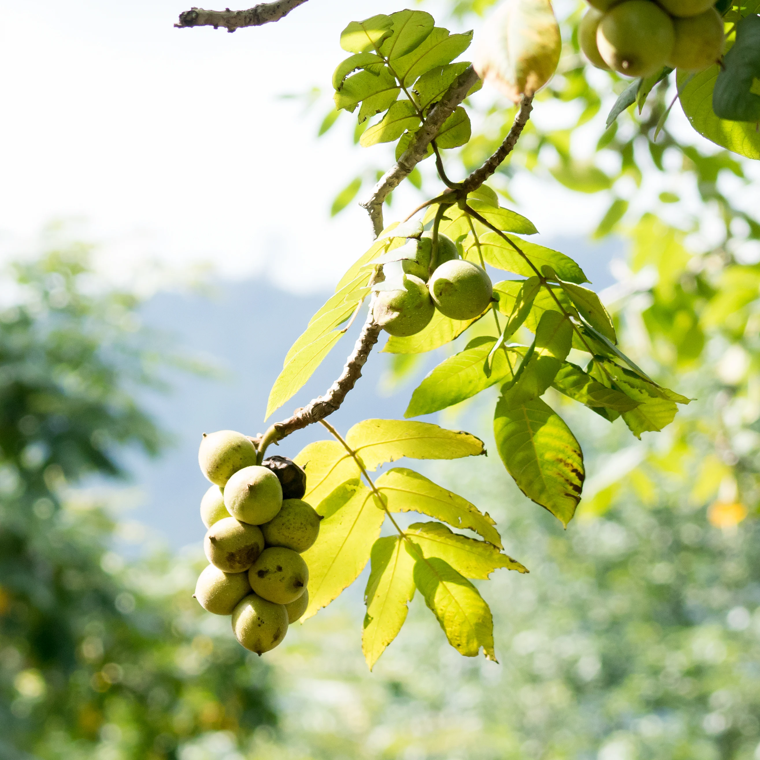 Walnuts, Shuamta, Georgia — photo by Jim Bennett