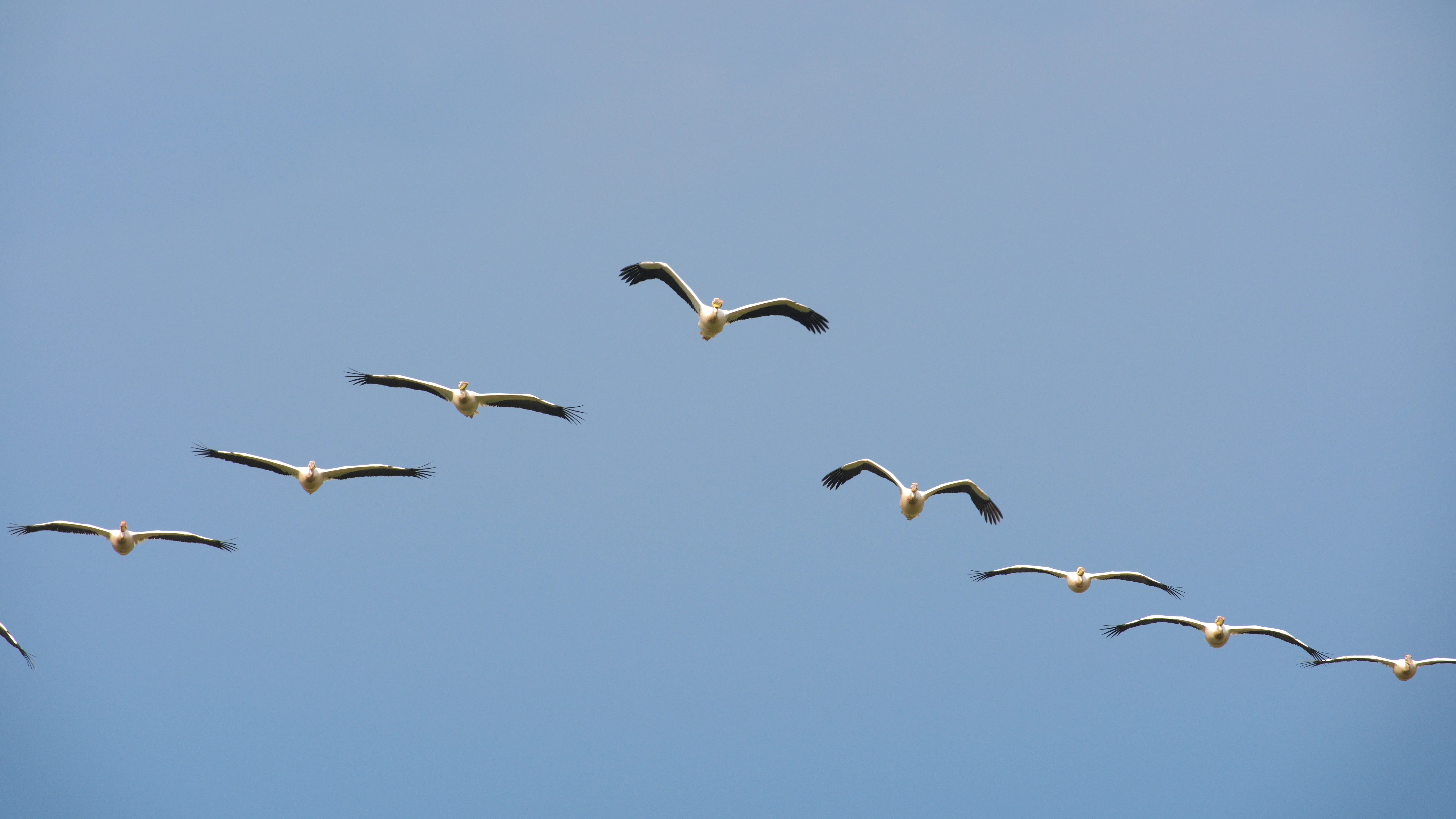White Pelicans, Danube Delta, Romania — photo by Jim Bennett