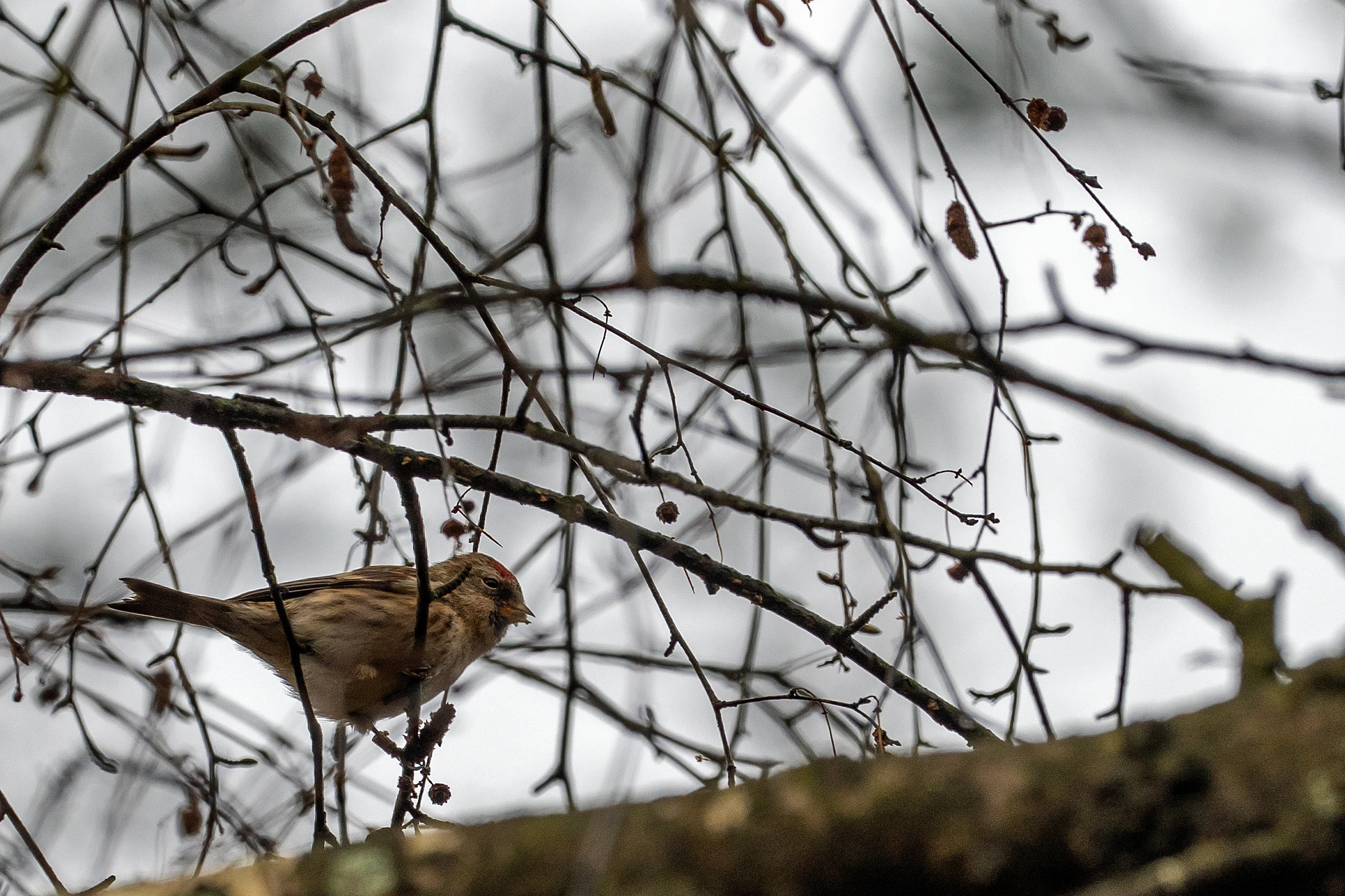 Redpoll, New Forest, UK — photo by Jim Bennett