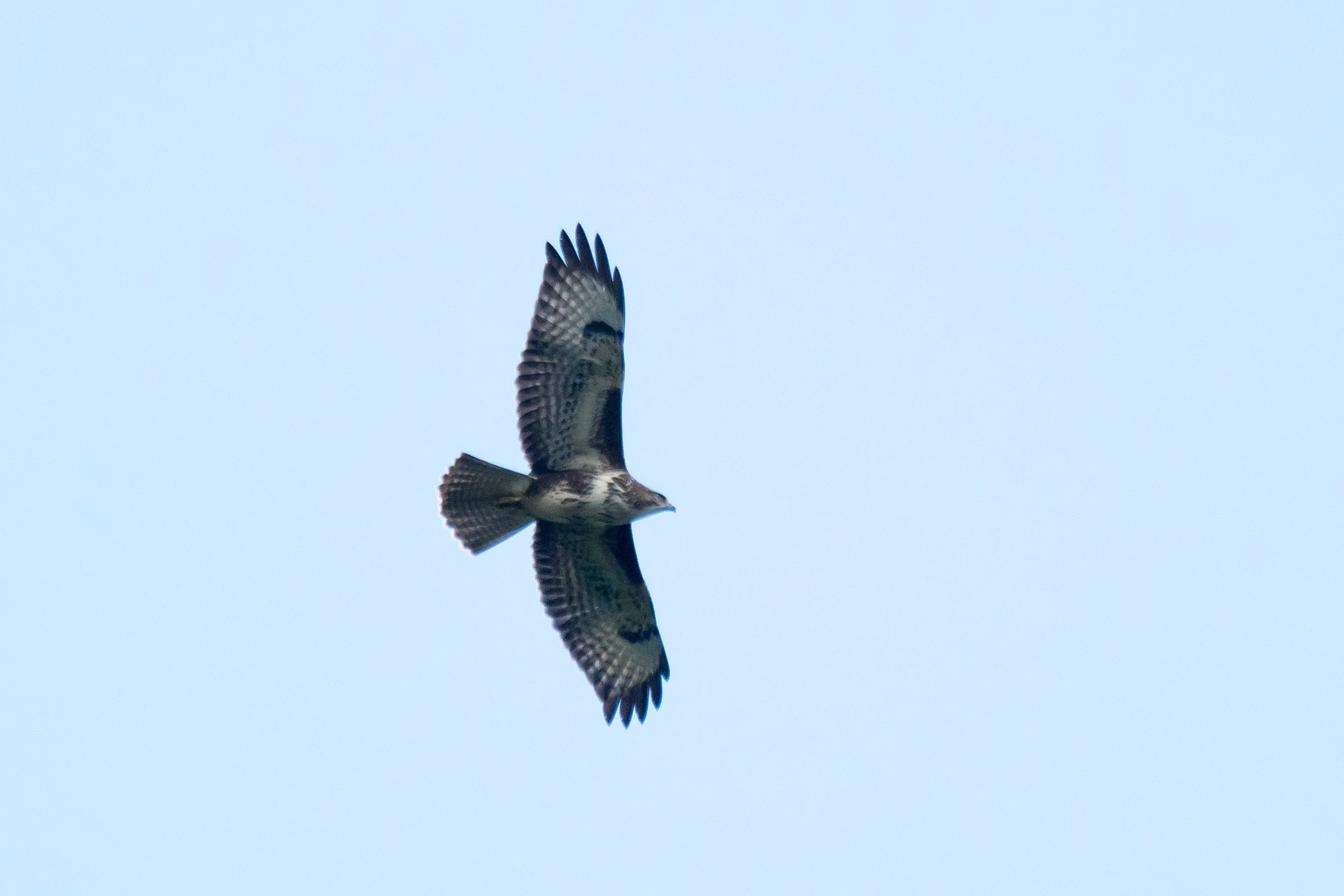Steppe Buzzard, Shuamta, Georgia — photo by Jim Bennett