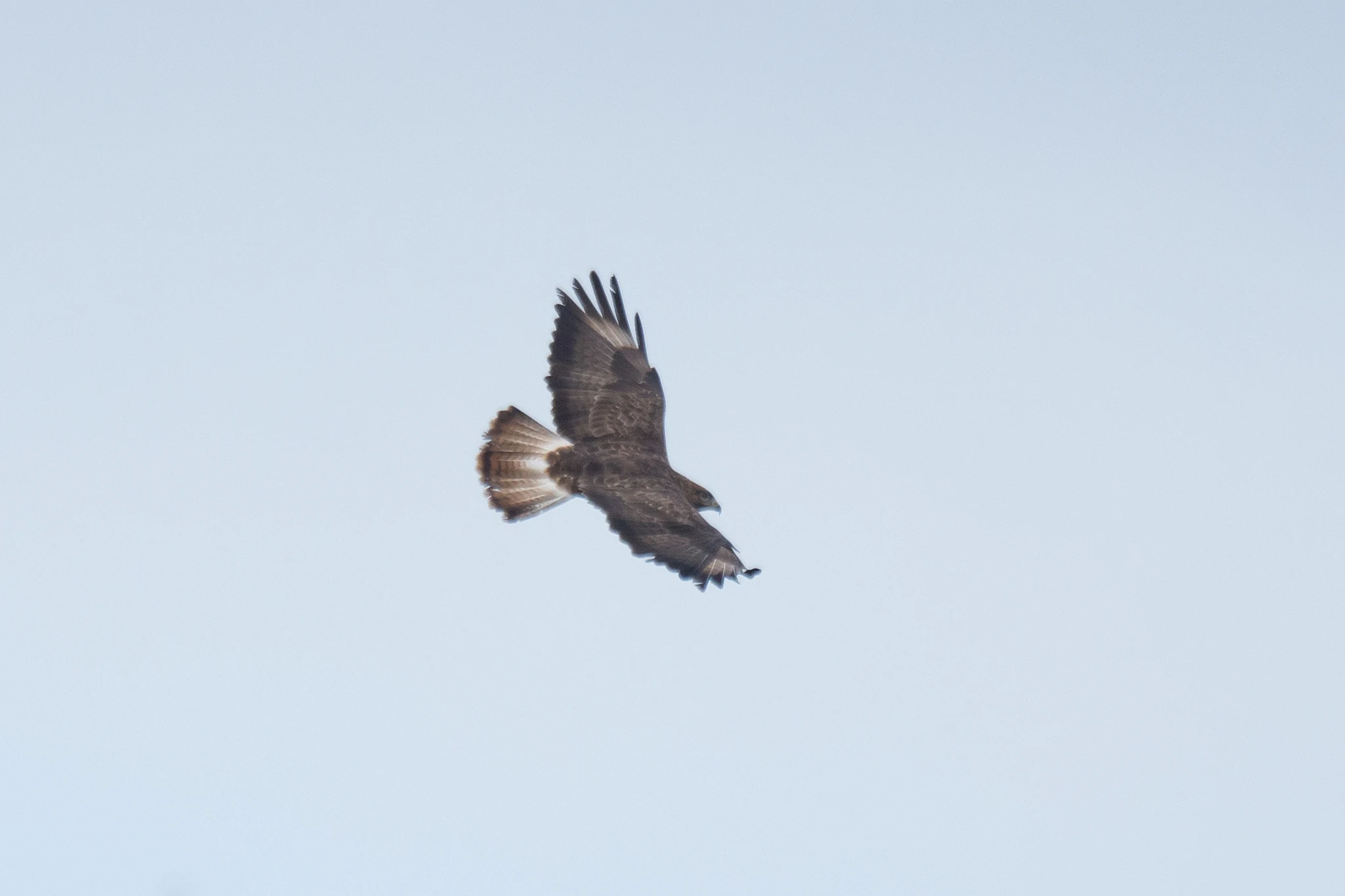 Steppe Buzzard, Shuamta, Georgia — photo by Jim Bennett