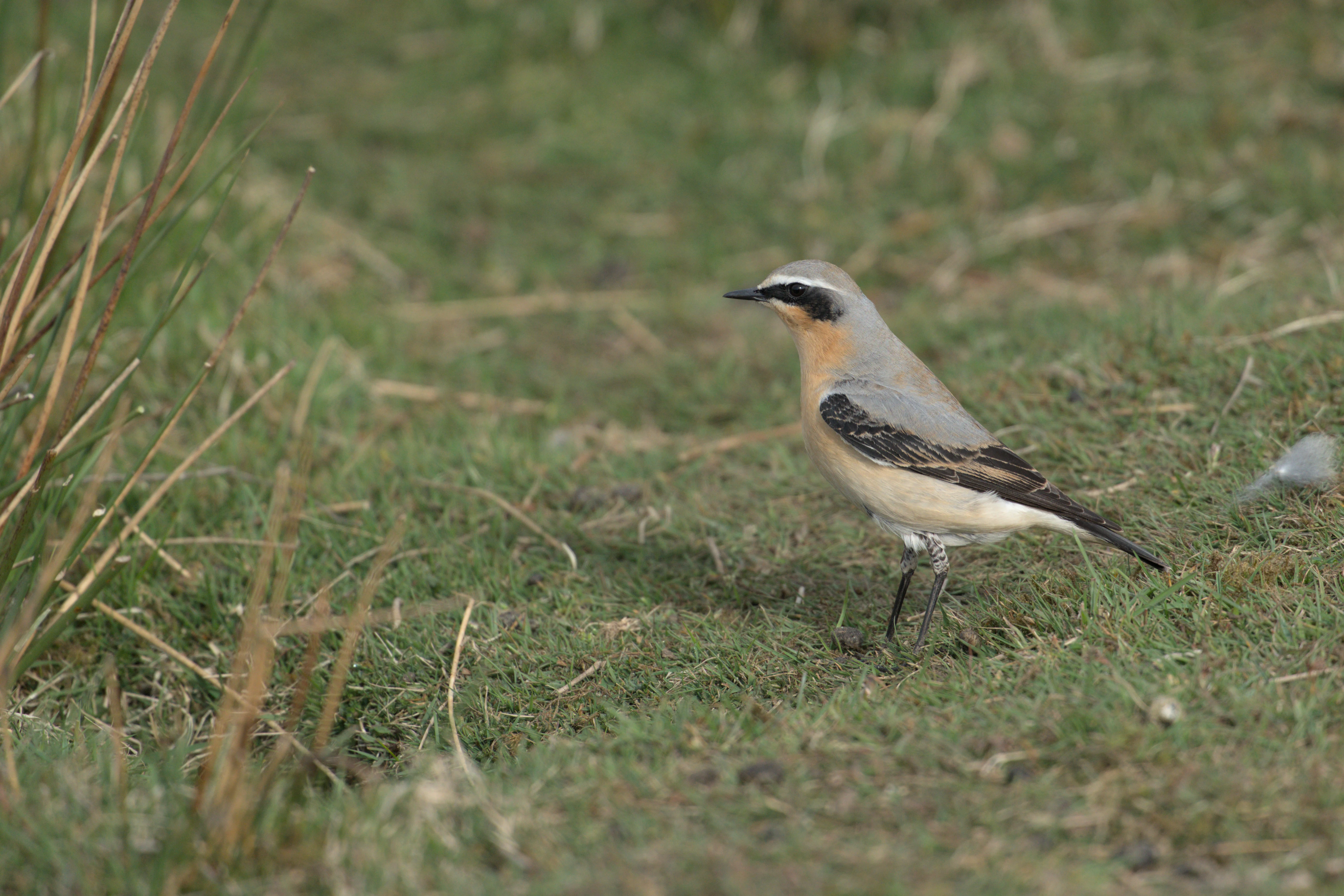 Wheatear, North York Moors, Yorkshire, UK — photo by Jim Bennett