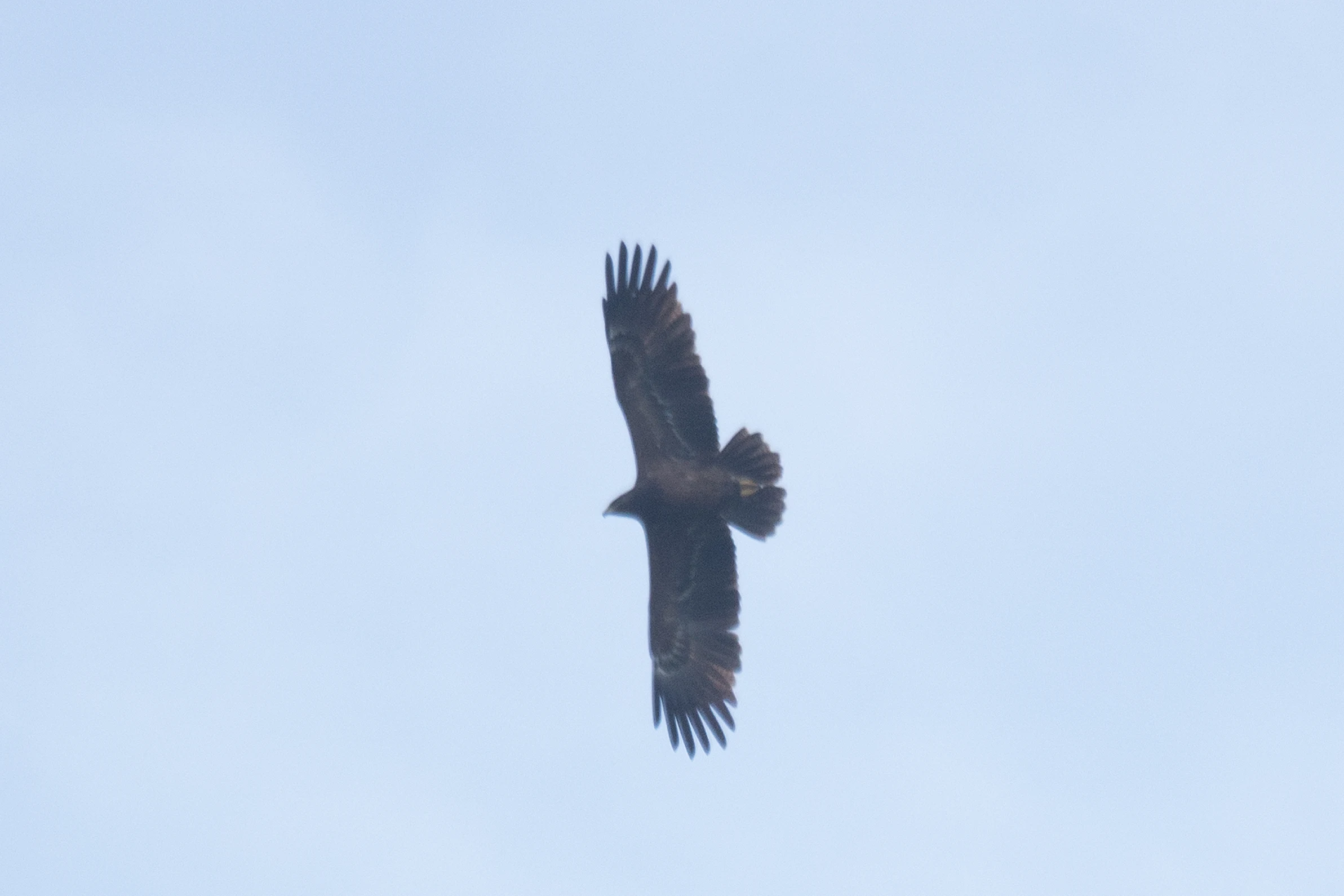 Lesser Spotted Eagle, Shuamta, Georgia — photo by Jim Bennett